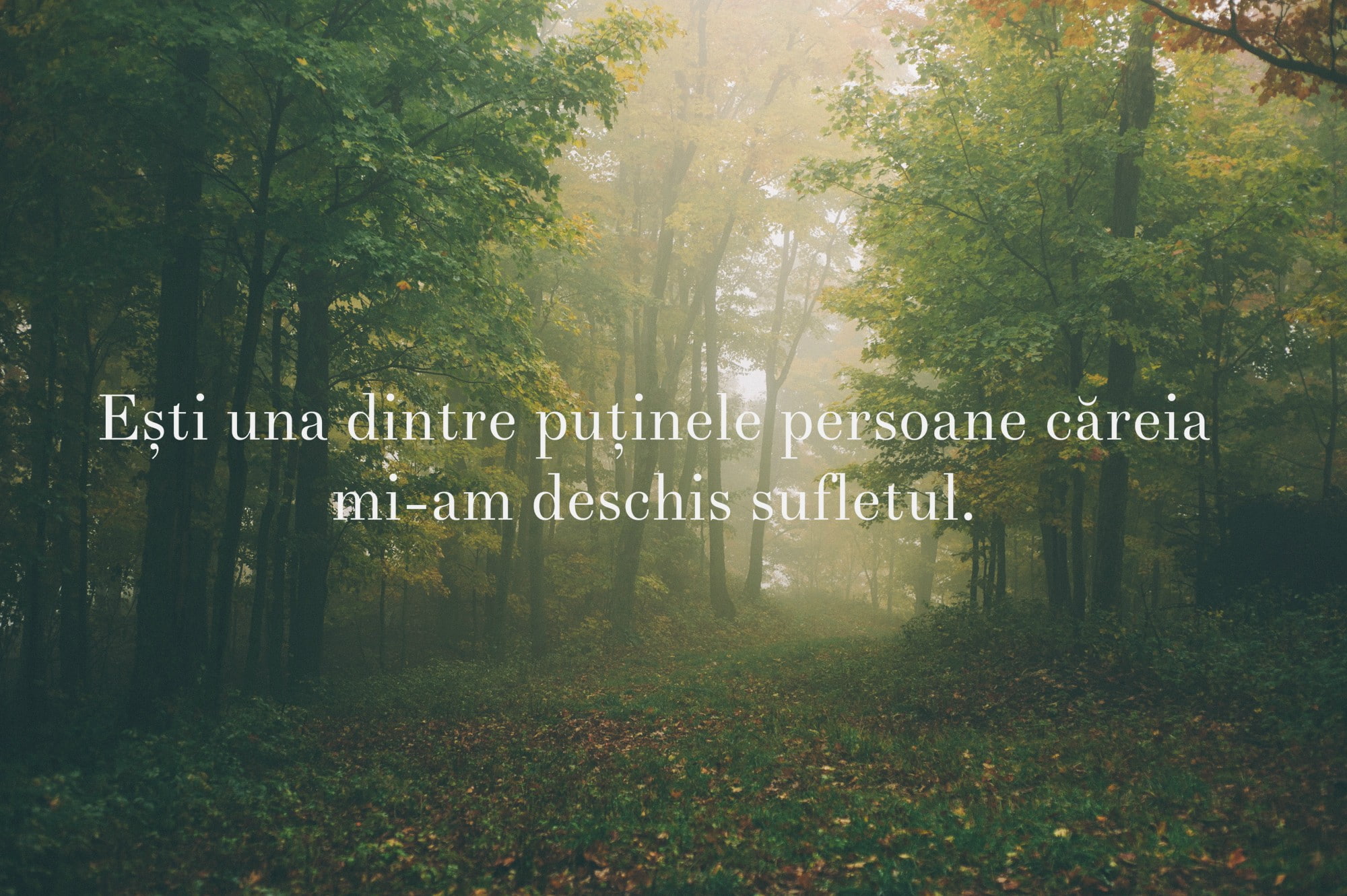 sunlight, forest, 1080P, Romanian, quote, HD Wallpaper
