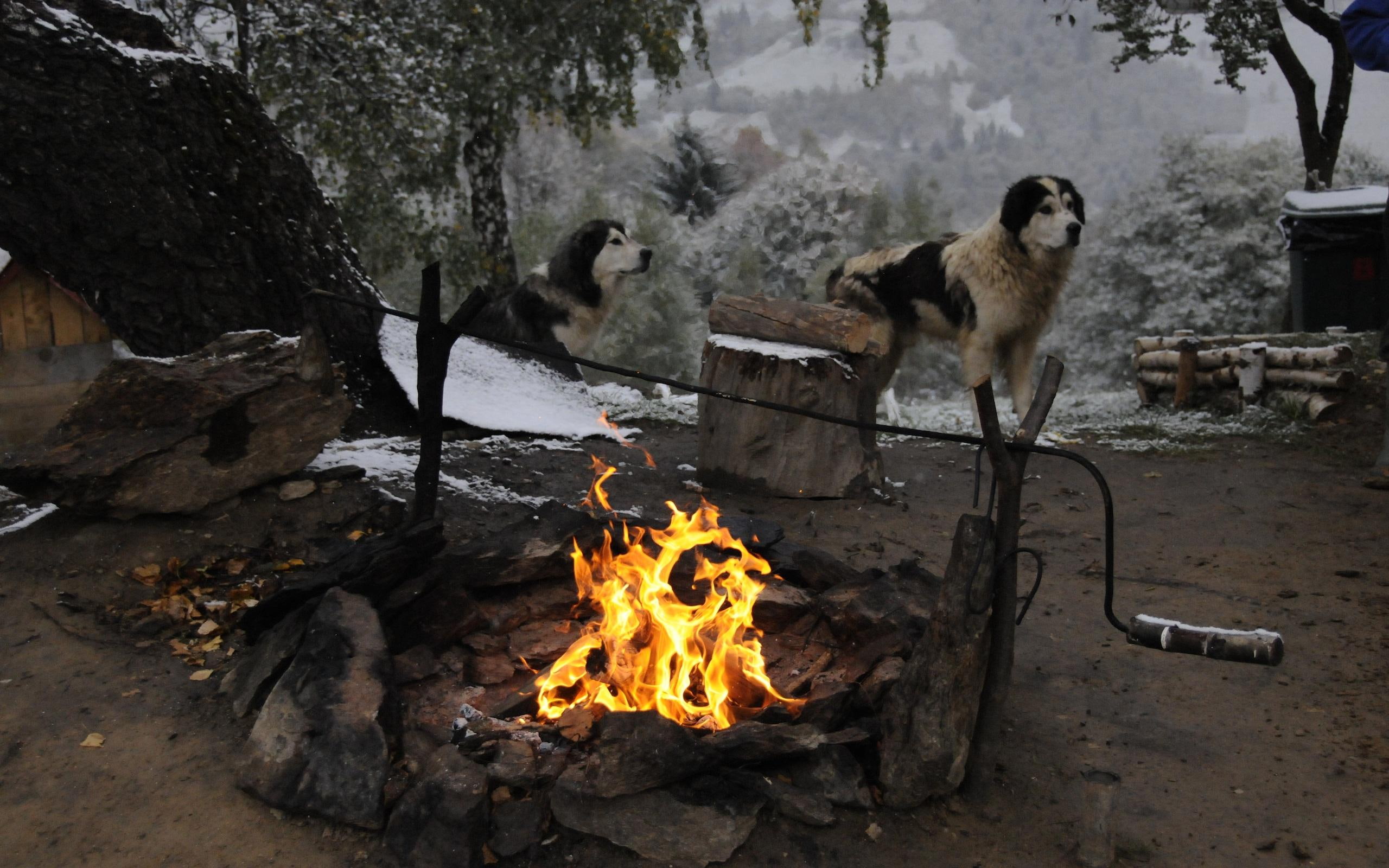 dogs, snow, 3d and abstract, winter, fire, nature, 2K, trees, beautiful, mountains, romanian, HD Wallpaper