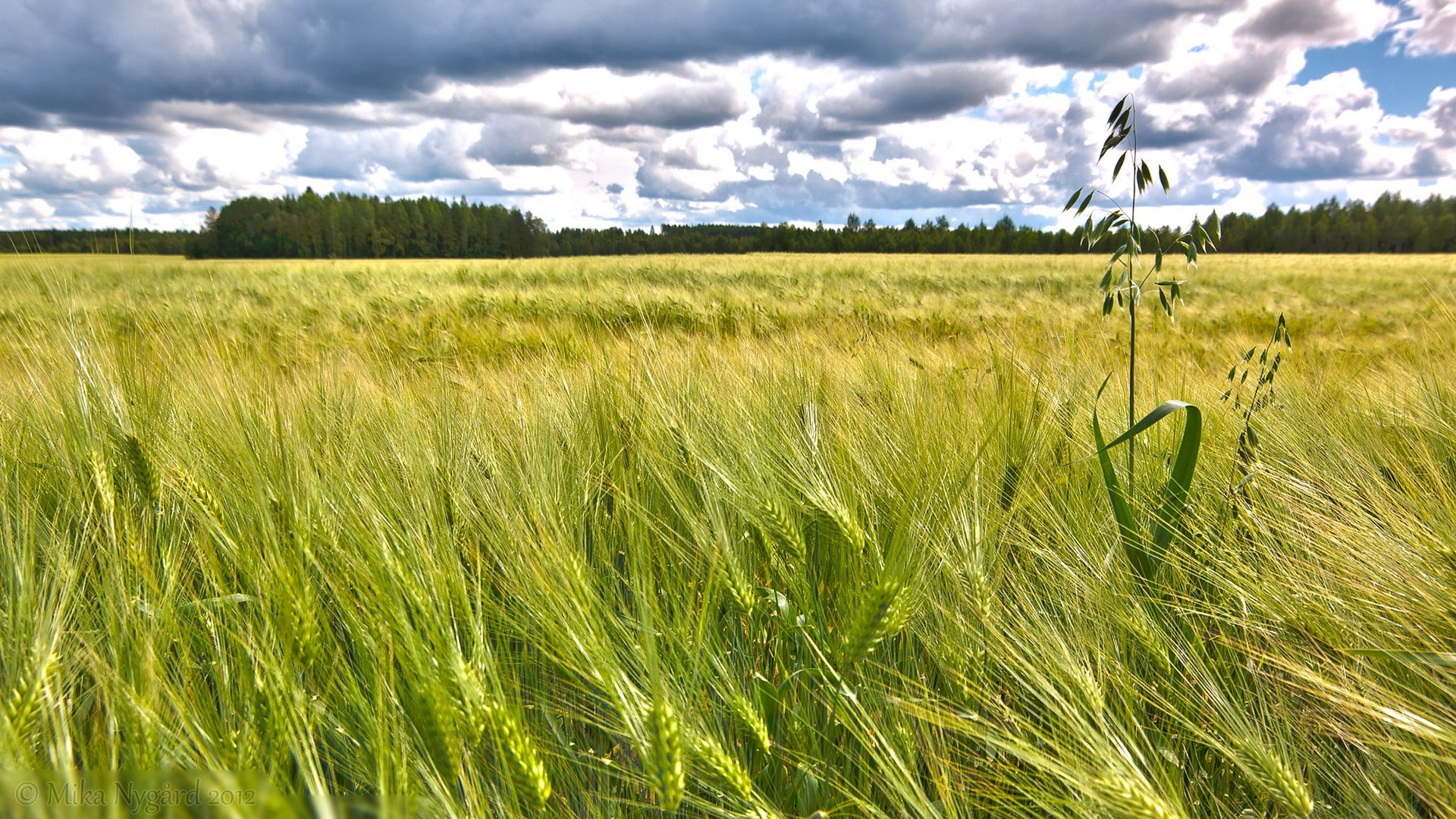 1080P, beautiful nature  for desktop background 1920x1080, HD Wallpaper