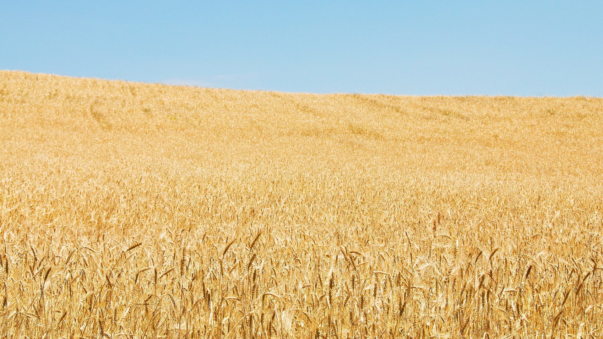 rural scene, beautiful nature  for desktop background 1920x1080, cereal plant, nature, 1080P, crop, beauty in nature, landscape, blue, sky, plant, tranquility, HD Wallpaper