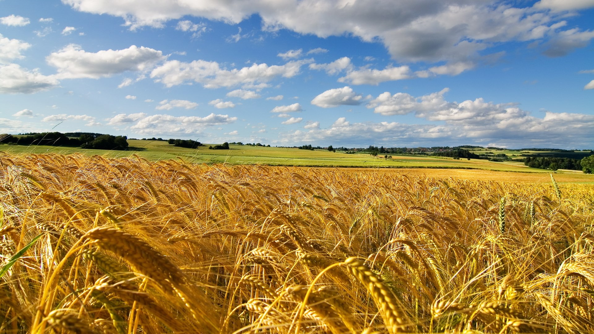 tranquil scene, day, cloud - sky, growth, field, plant, landscape, beautiful nature  for desktop background 1920x1080, rural scene, farm, scenics - nature, HD Wallpaper