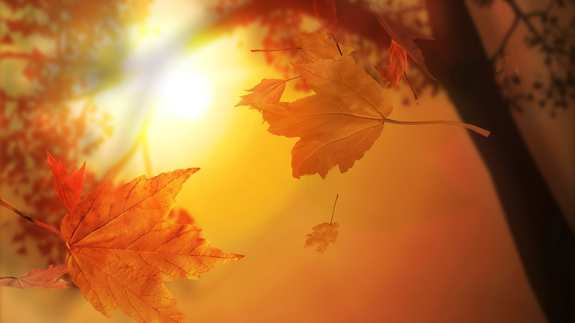 1080P, beautiful nature  for desktop background 1920x1080, HD Wallpaper