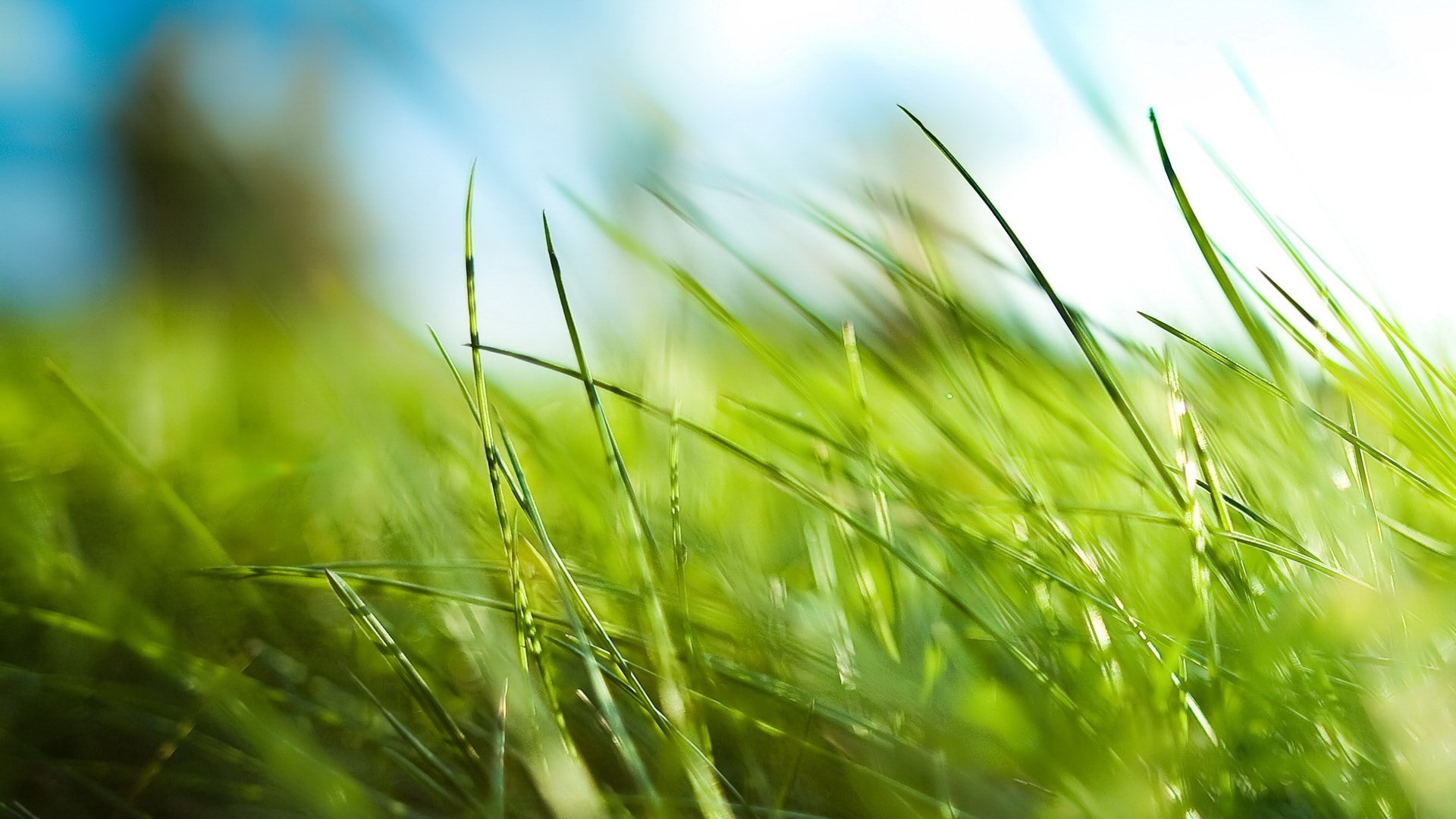 plant, green color, field, tranquility, nature, rural scene, beautiful nature  for desktop background 1920x1080, selective focus, crop, cereal plant, sky, HD Wallpaper