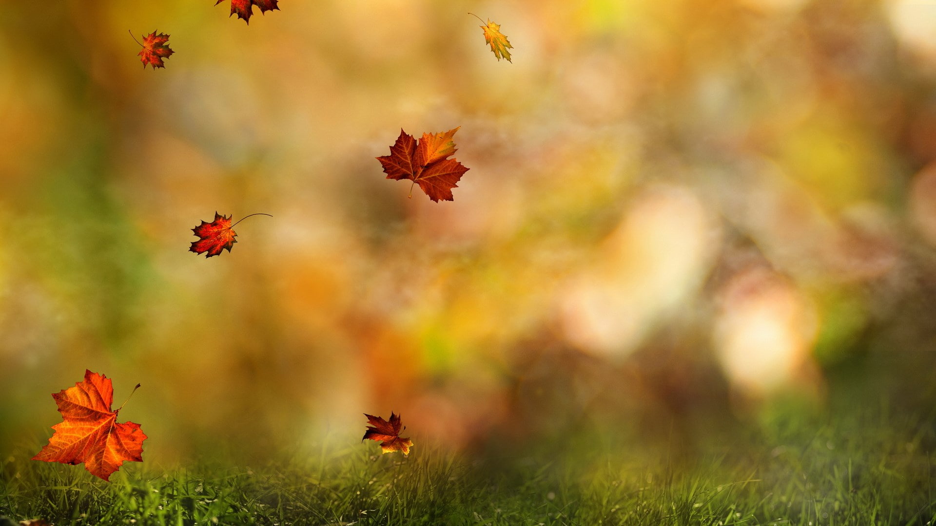springtime, environment, tree, flower, beauty in nature, sunlight, no people, red, close-up, beautiful nature  for desktop background 1920x1080, flowering plant, HD Wallpaper
