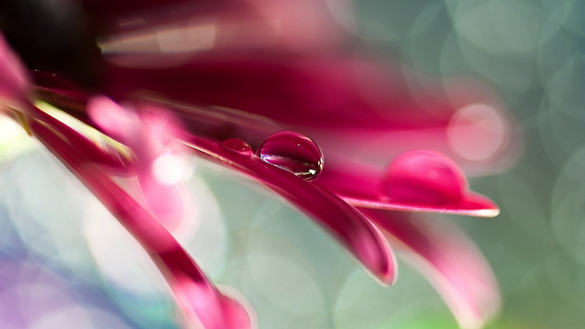 selective focus, drop, focus on foreground, wet, flower, pink color, petal, rain, water, close-up, raindrop, fragility, maroon, purple, growth, outdoors, HD Wallpaper
