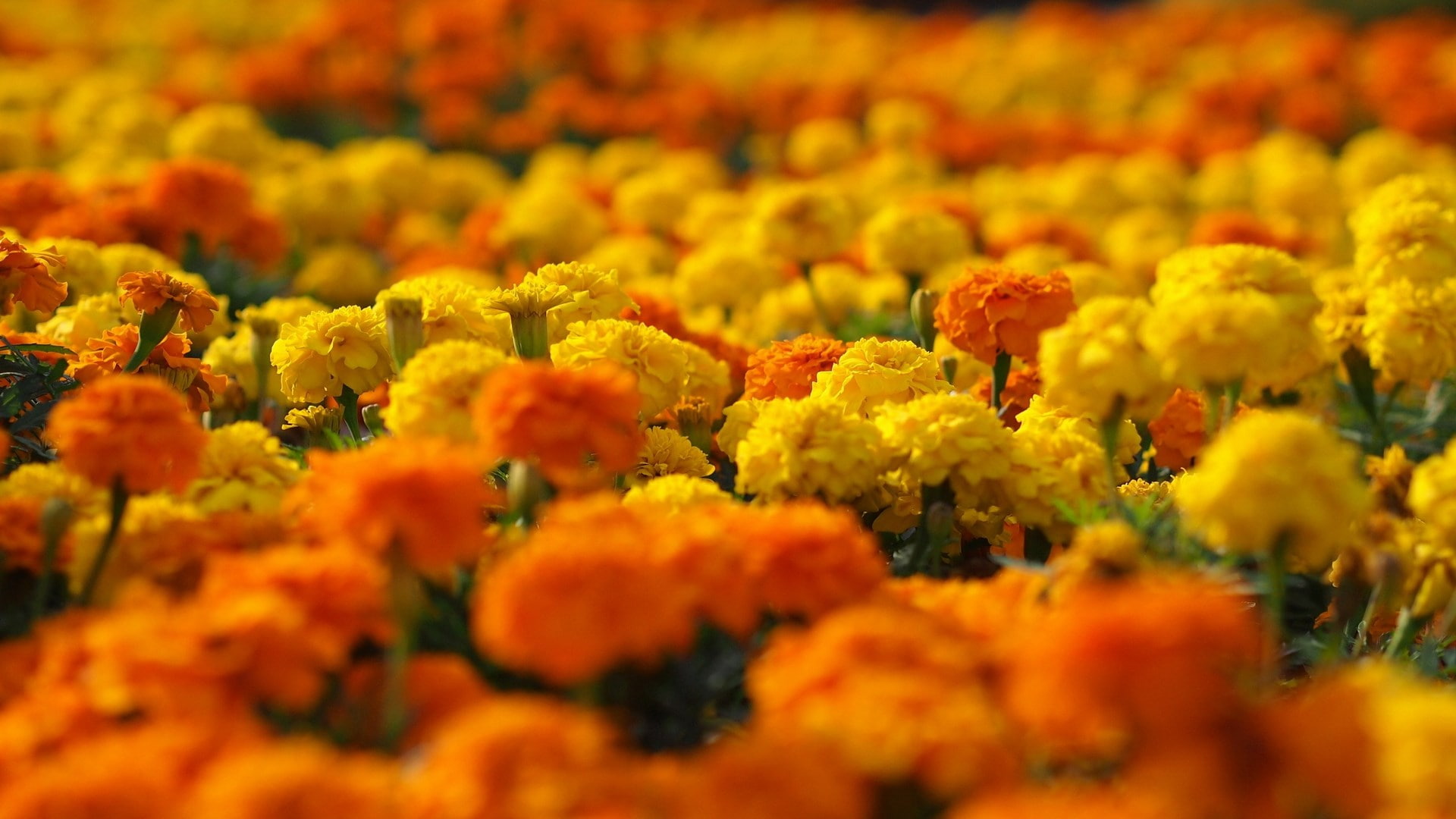 beautiful nature  for desktop background 1920x1080, 1080P, HD Wallpaper