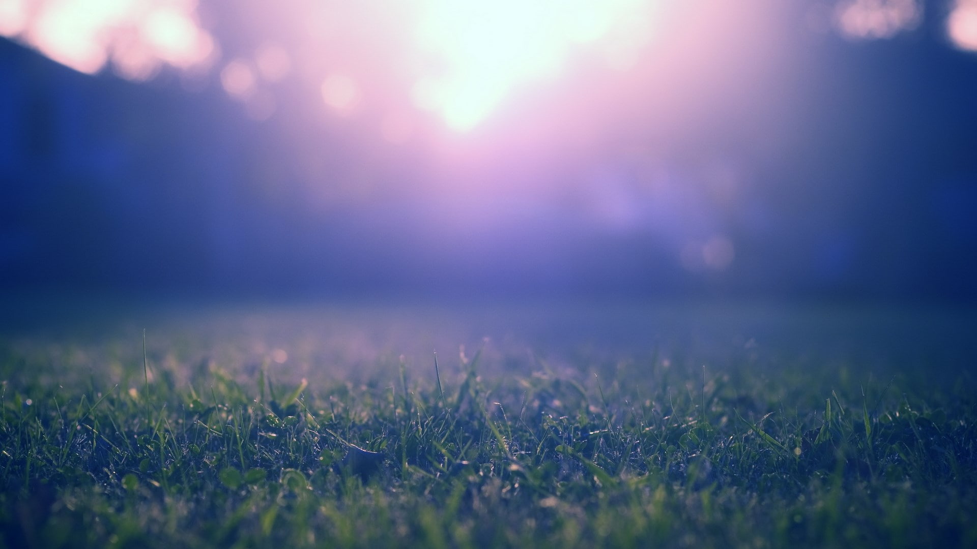 sky, 1080P, sun, lens flare, springtime, plant, landscape, freshness, land, selective focus, tranquility, beautiful nature  for desktop background 1920x1080, HD Wallpaper