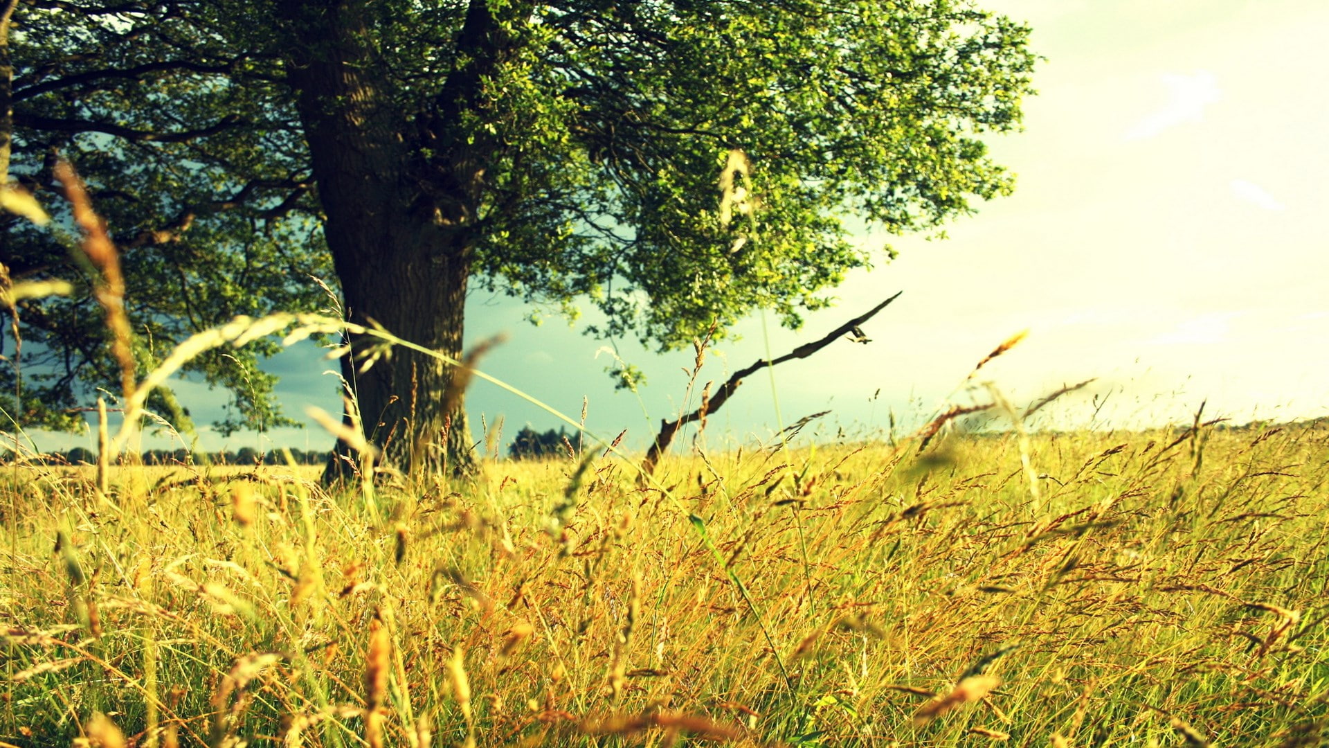 land, non-urban scene, field, sky, beauty in nature, outdoors, sunlight, growth, beautiful nature  for desktop background 1920x1080, no people, tree, grass, HD Wallpaper