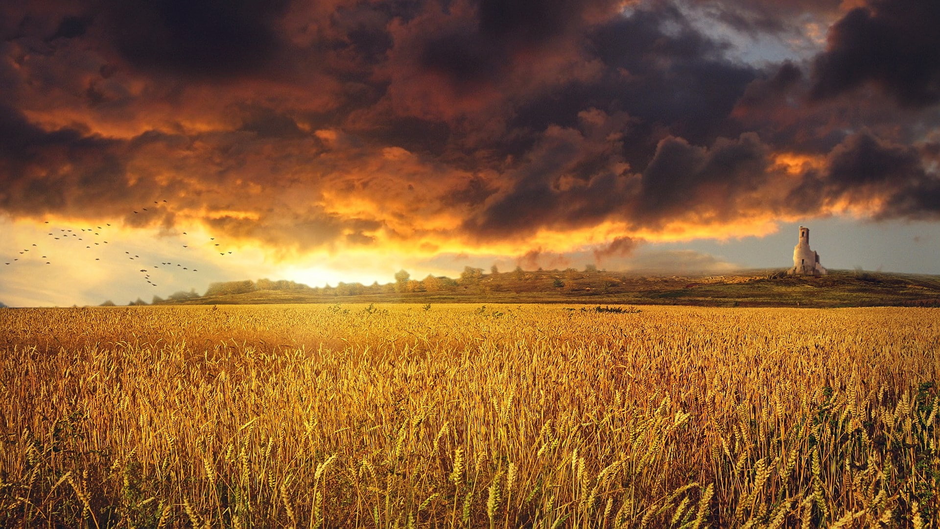 land, cereal plant, storm, nature, beautiful nature  for desktop background 1920x1080, environment, grass, outdoors, tranquility, agriculture, sky, plant, HD Wallpaper