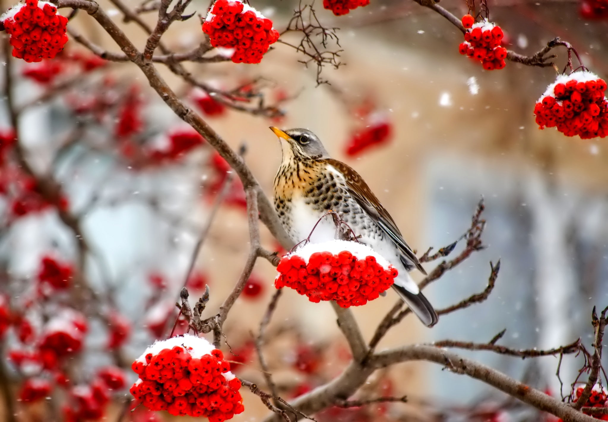 birds, snow, 1080P, animals, nature, berries, HD Wallpaper