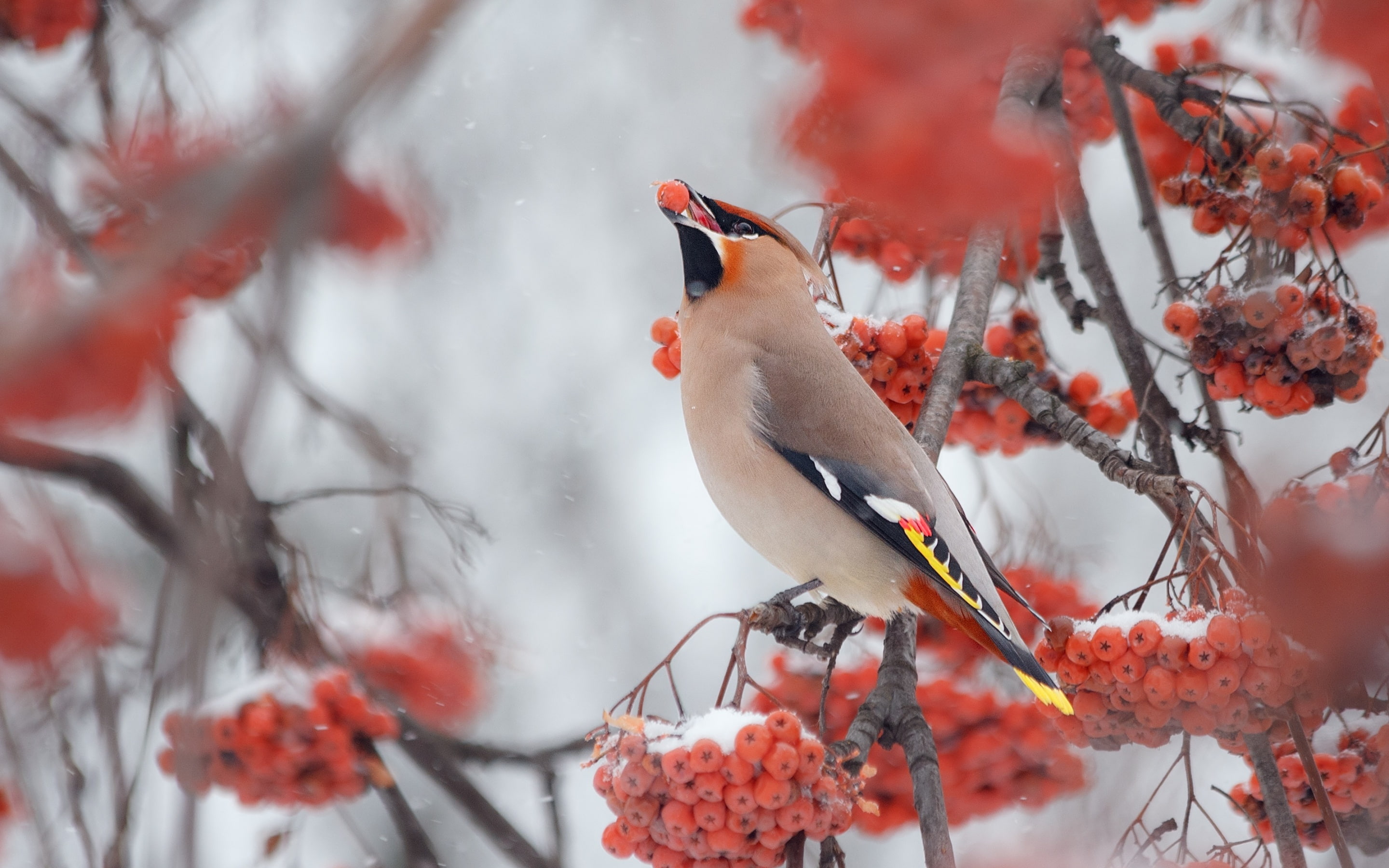 Bird, Branch, Berry, Winter, Birds, Snow, Animal, 2K, Cedar Waxwing, HD Wallpaper
