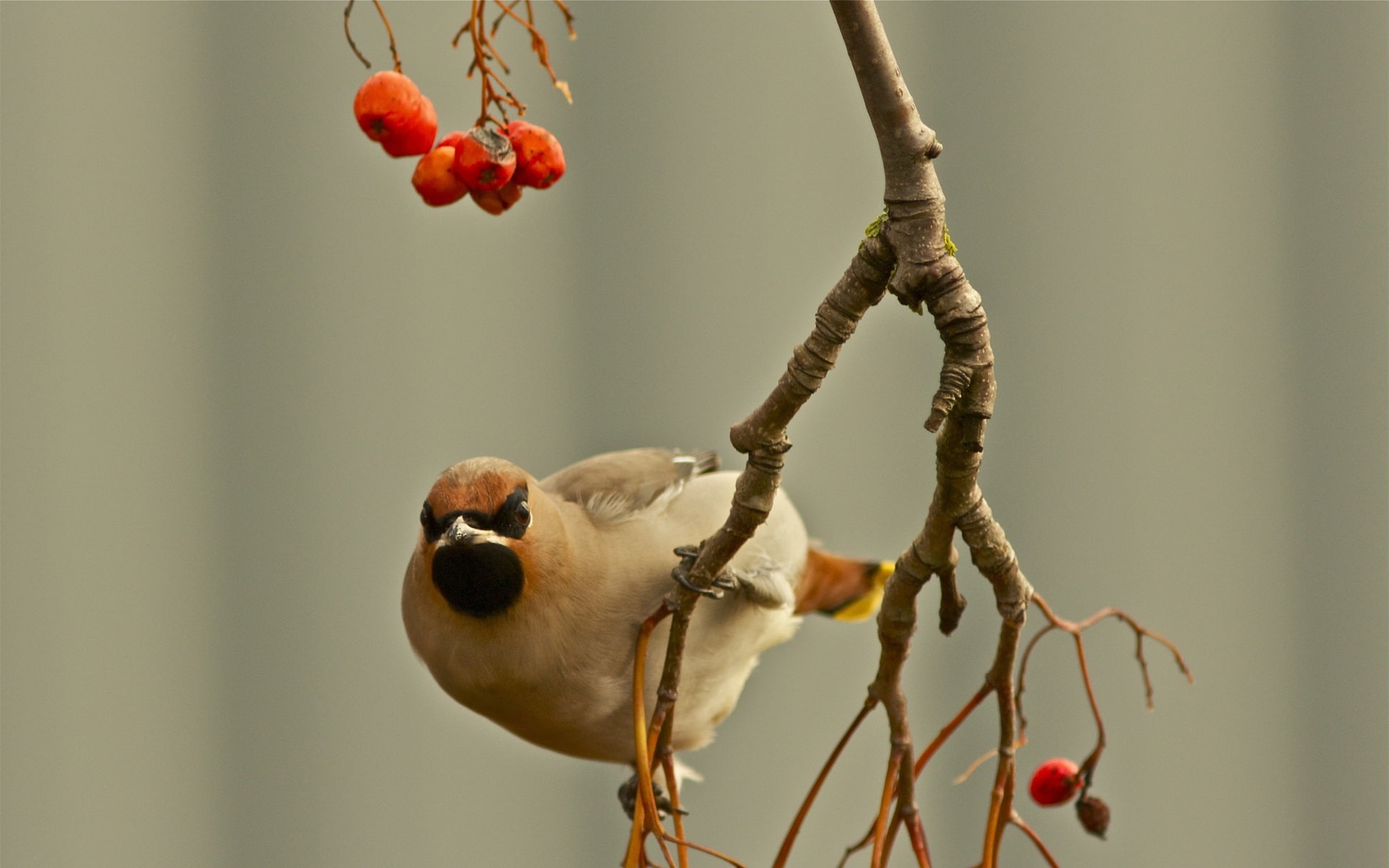 Waxwing, 1080P, Birds, Twig, Berries, HD Wallpaper
