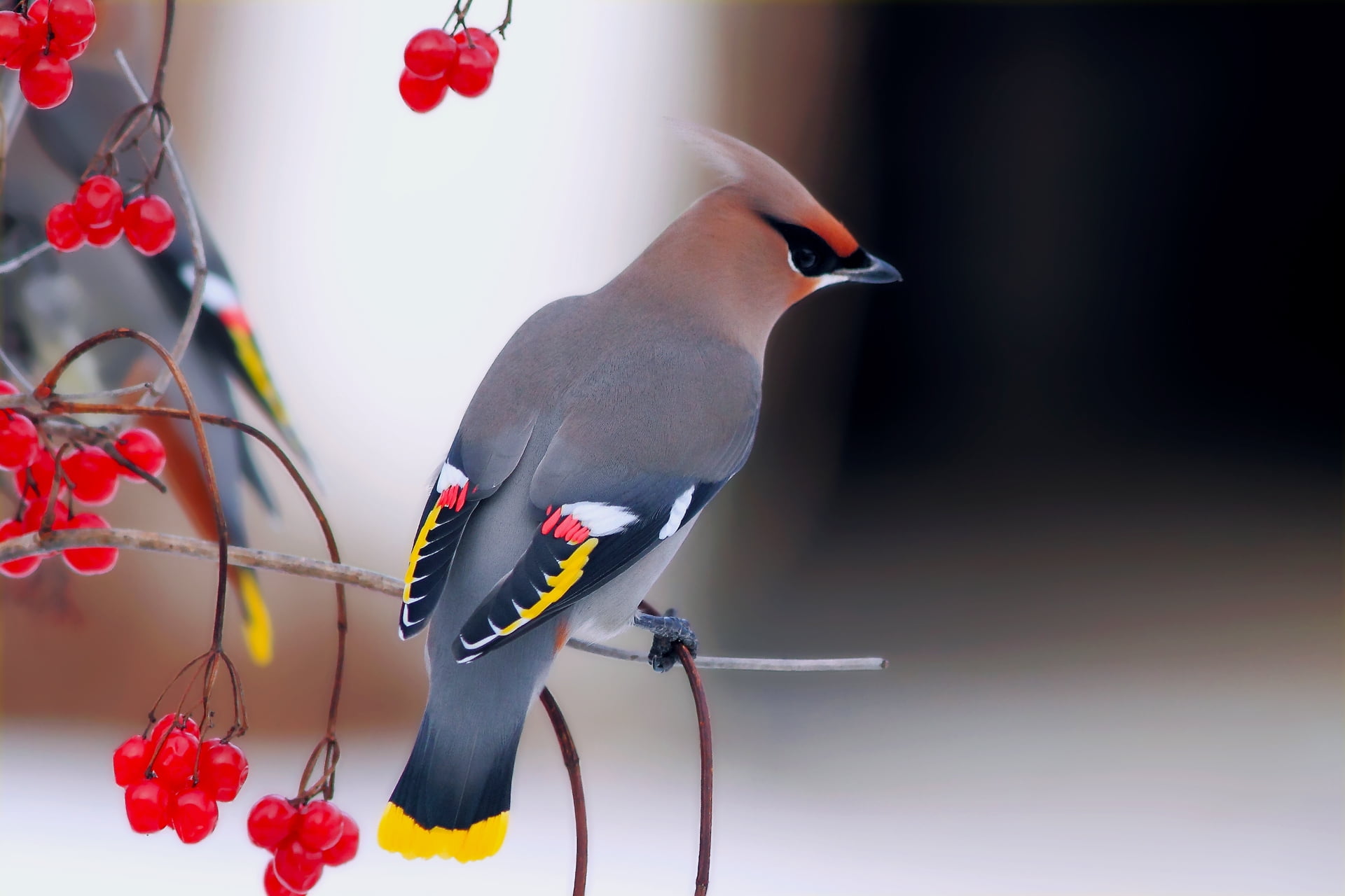 food, day, 1080P, red, feather, color Image, one Animal, white, beak, multi Colored, animals In The Wild, no People, outdoors, plant, bird Watching, yellow, HD Wallpaper