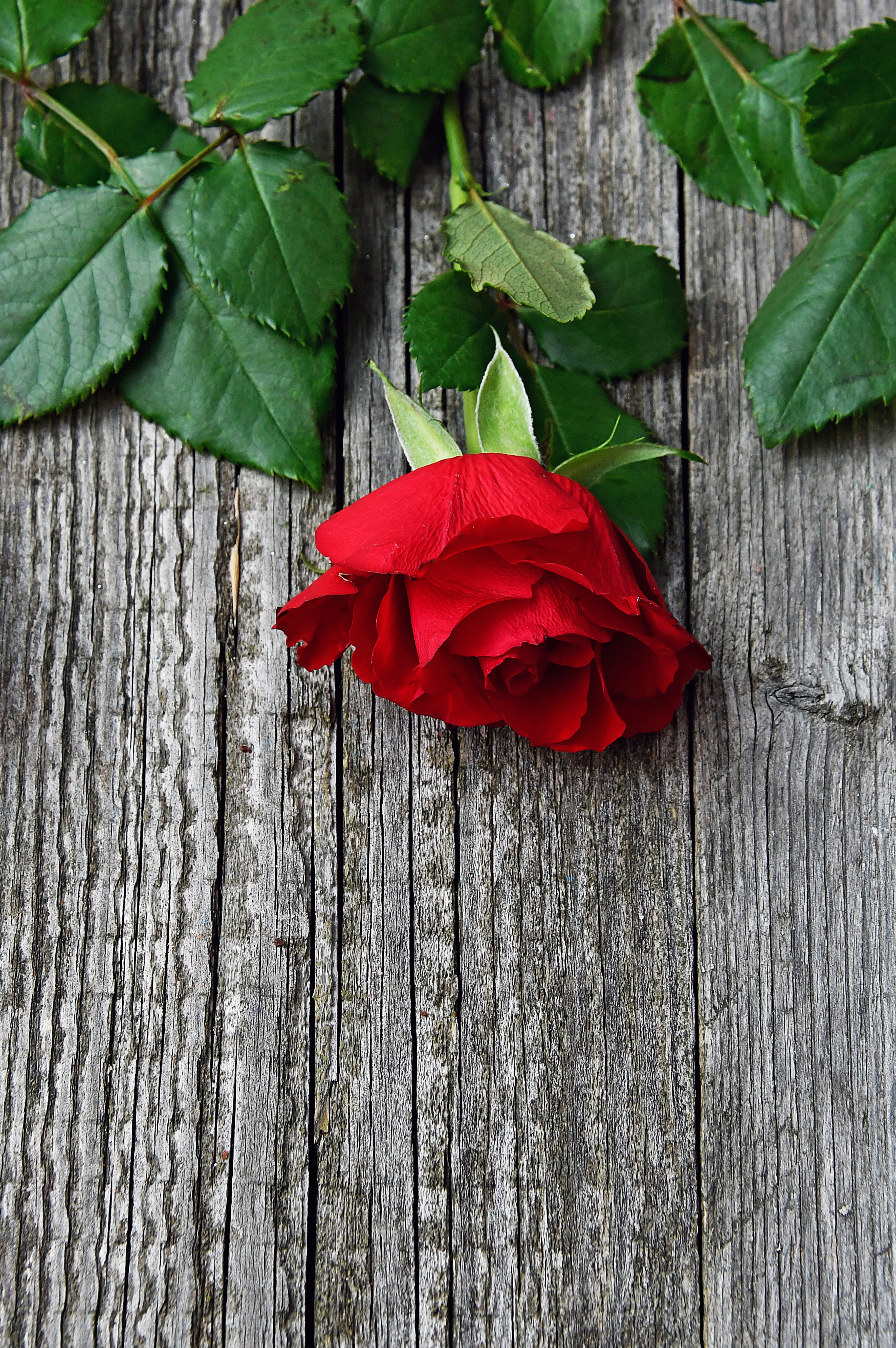 no people, 5K, leaves, plant, romantic, rose, red rose, rose bouquets, flower, flower delivery singing, leaf, valentines day, green color, roses, nice, Phone HD Wallpaper