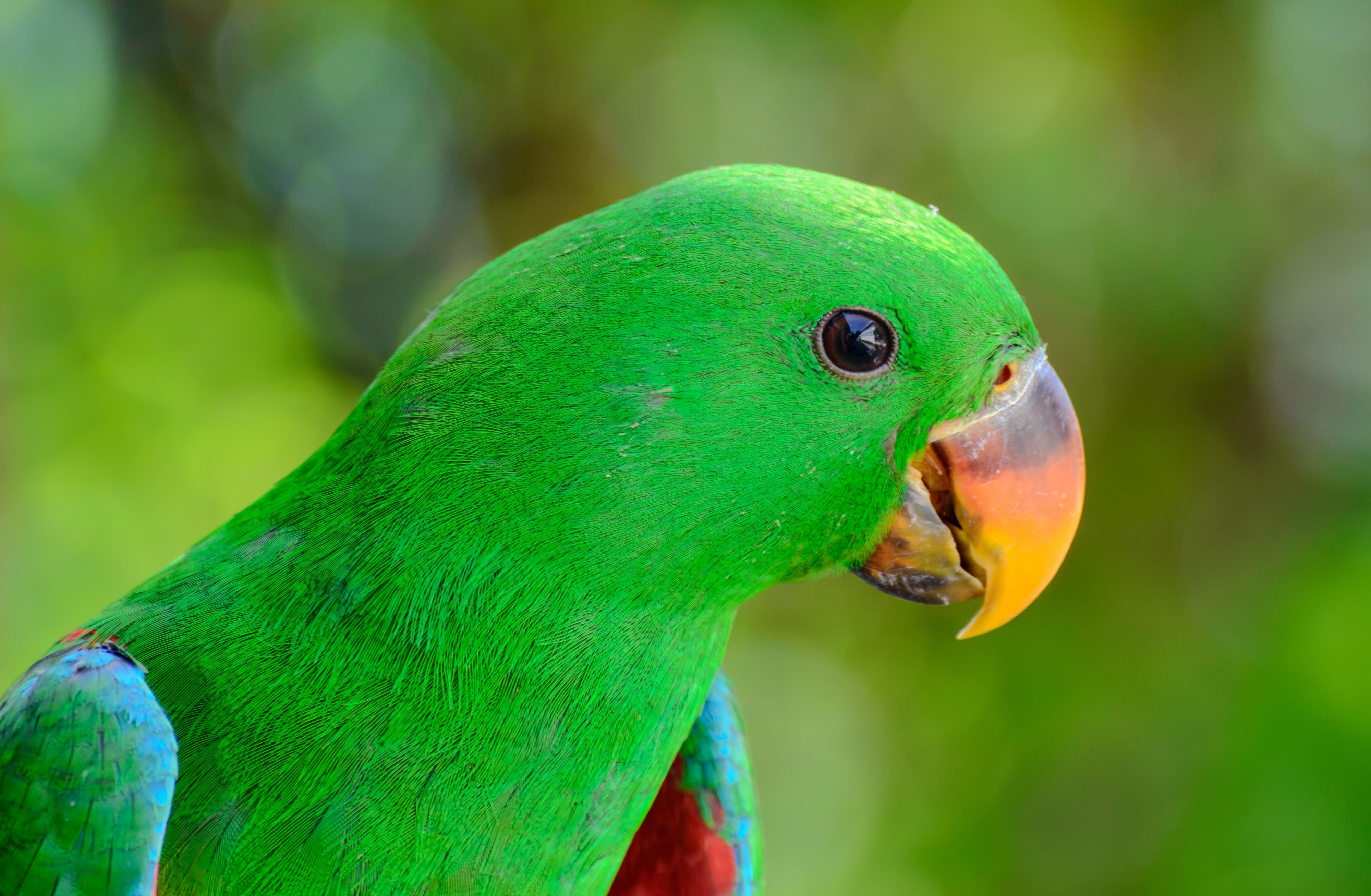 green, bird, parrot, beak, 4K, HD Wallpaper
