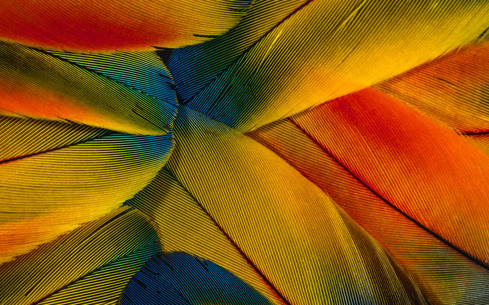 colorful, colorful feathers, photography, close, 1080P, close up, feathers, HD Wallpaper