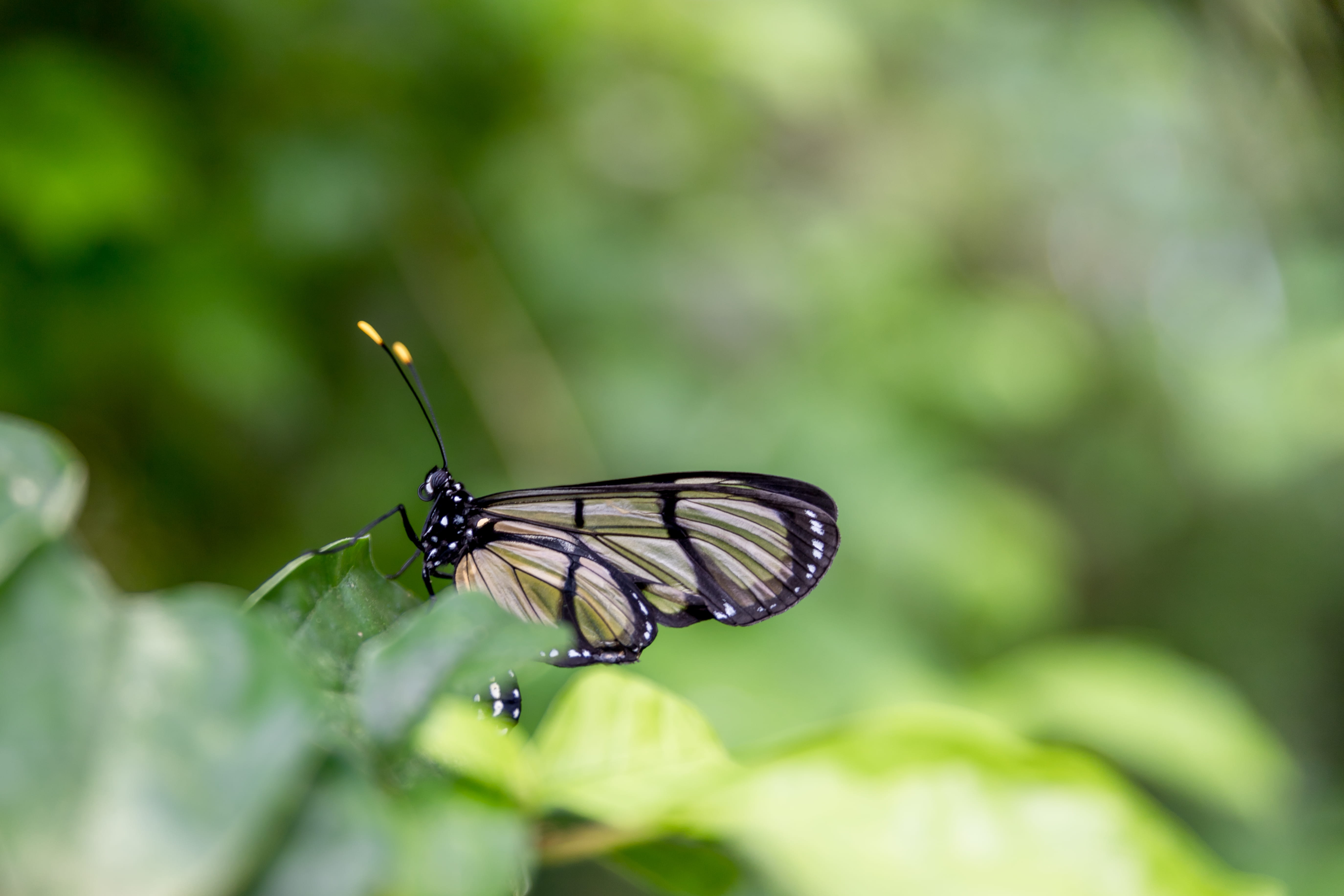 nature, day, beauty in nature, animal wing, one animal, focus on foreground, 5K, no people, animal wildlife, selective focus, fragility, outdoors, insect, HD Wallpaper