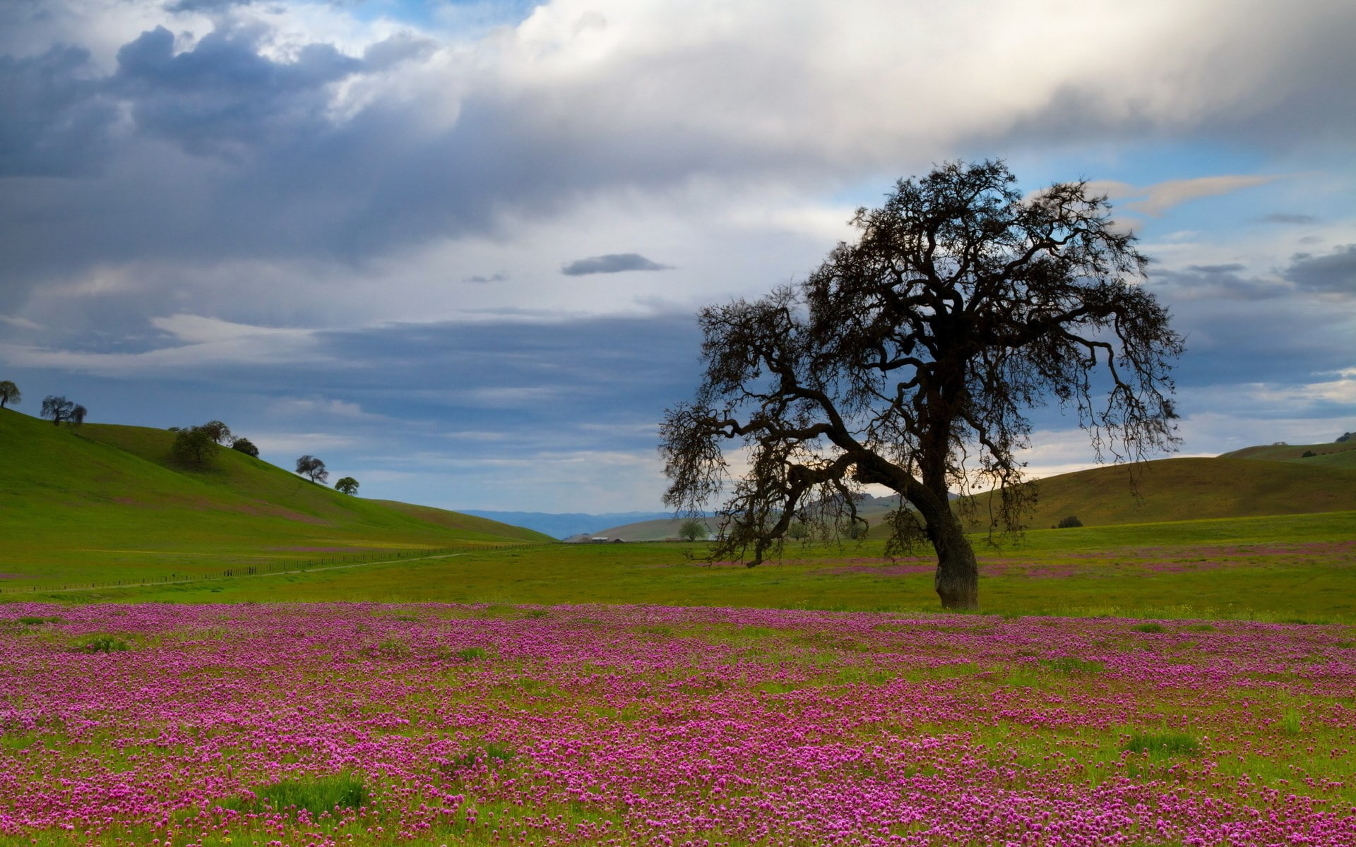 1080P, computer  desktop background hd nature  1920x1200, HD Wallpaper