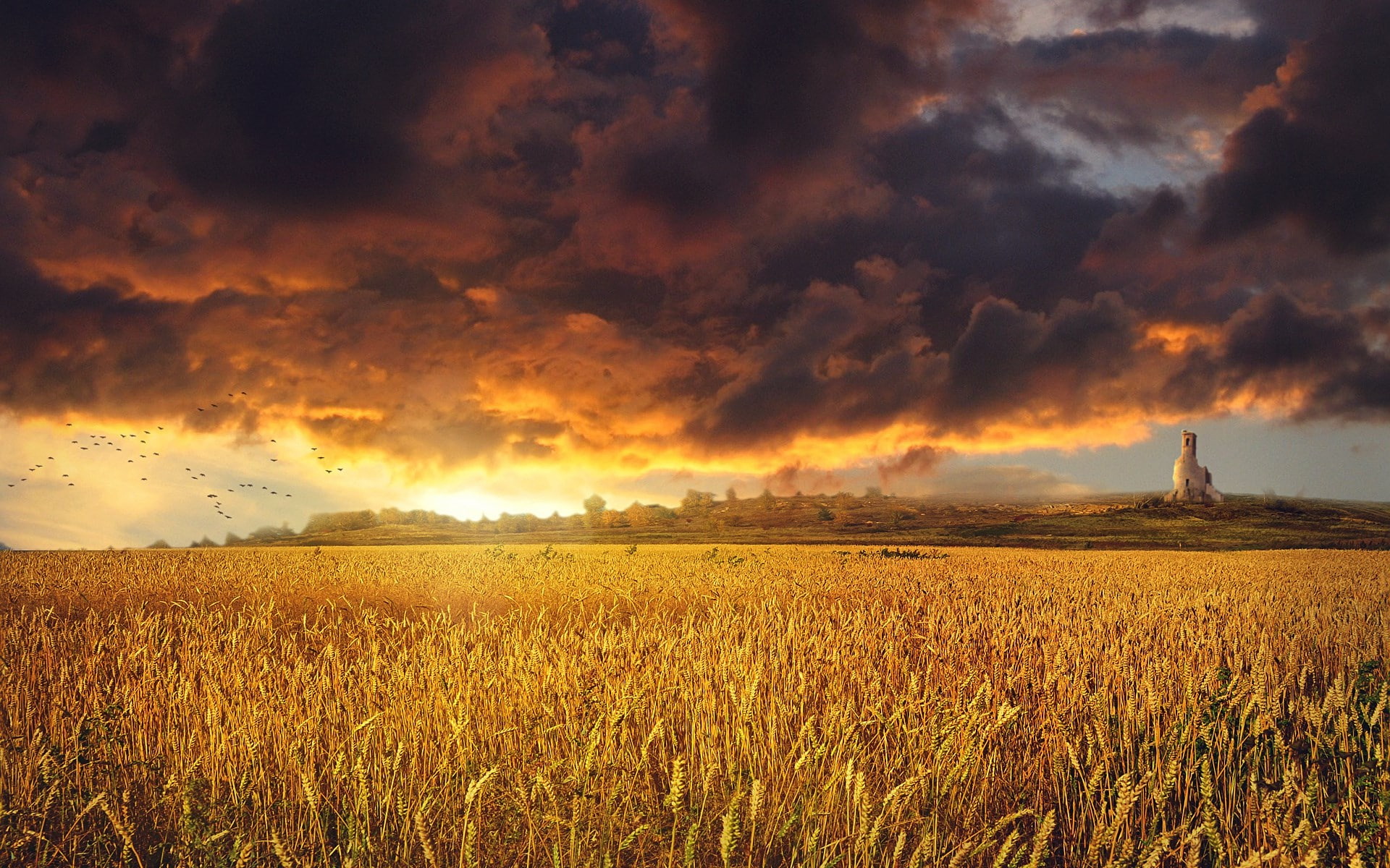 scenics - nature, rural scene, nature, plant, no people, computer desktop backgrounds hd nature 1920x1200, storm, cloud - sky, farm, cereal plant, land, HD Wallpaper