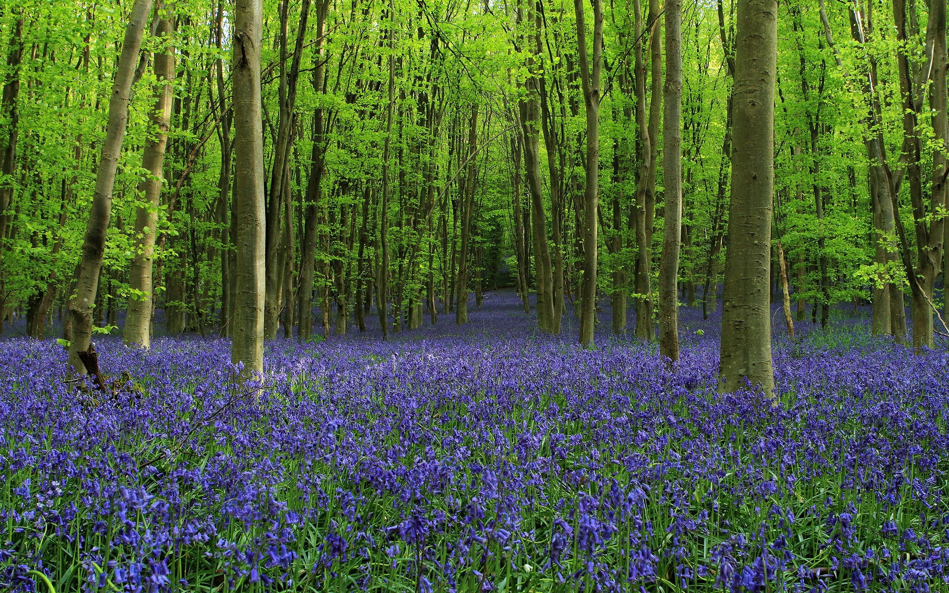 springtime, flowerbed, scenics - nature, forest, flower, tree, field, flowering plant, outdoors, lavender, computer desktop backgrounds hd nature 1920x1200, HD Wallpaper