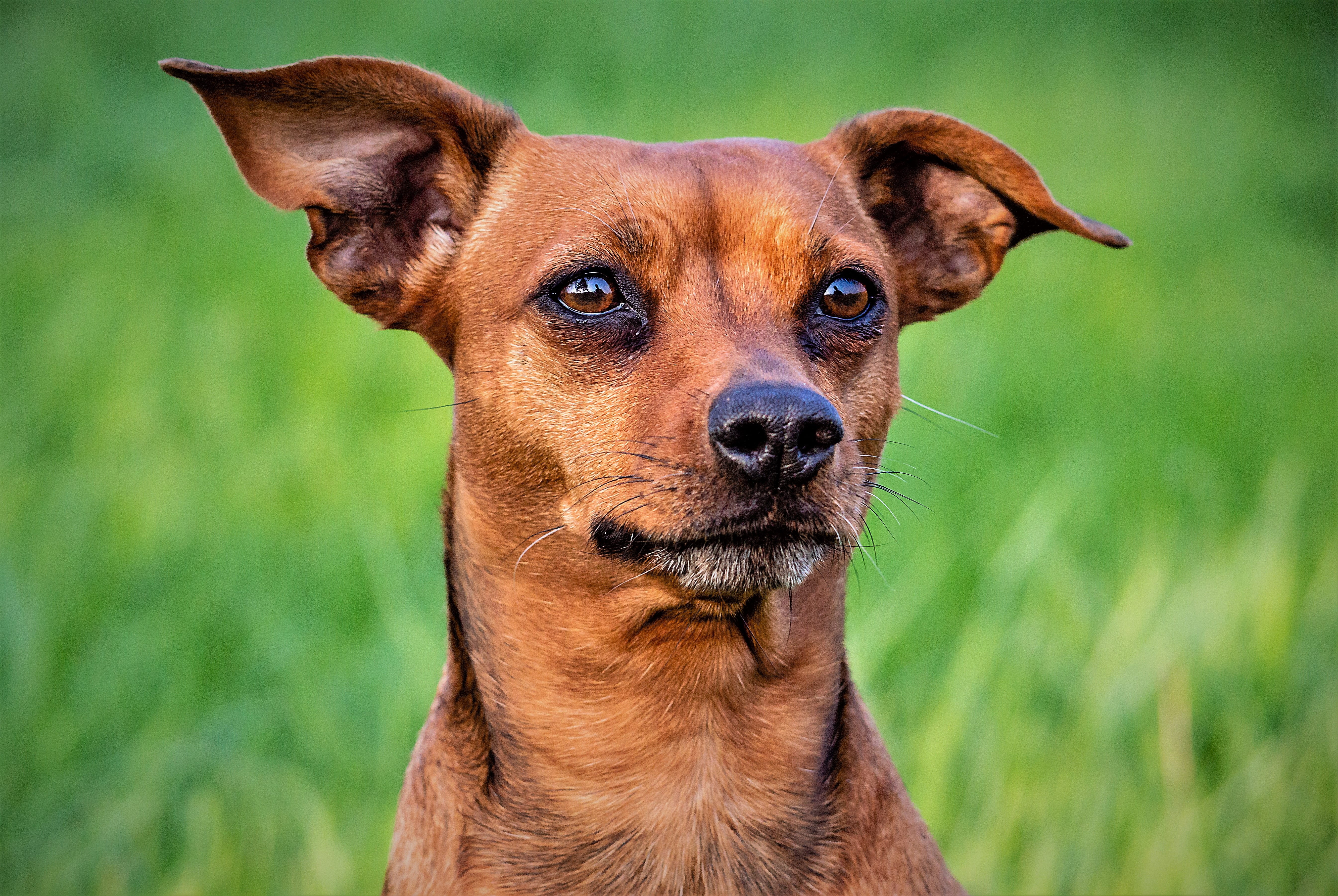 one animal, cute, miniature, grass, no people, animal, mammal, looking at camera, tan, purebred dog, animal themes, brown, pets, focus on foreground, vertebrate, HD Wallpaper
