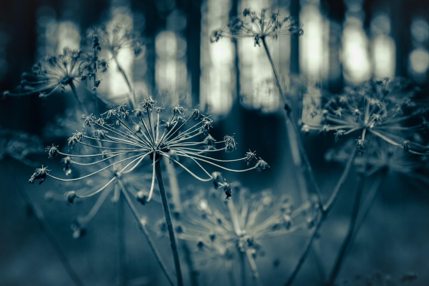 dandelion, Europe, in the woods, blende, lens, flower, 5D  Mark  III, 720P, Bayern, photography, fullframe, view, nice, Deutschland, digital, favorite, HD Wallpaper