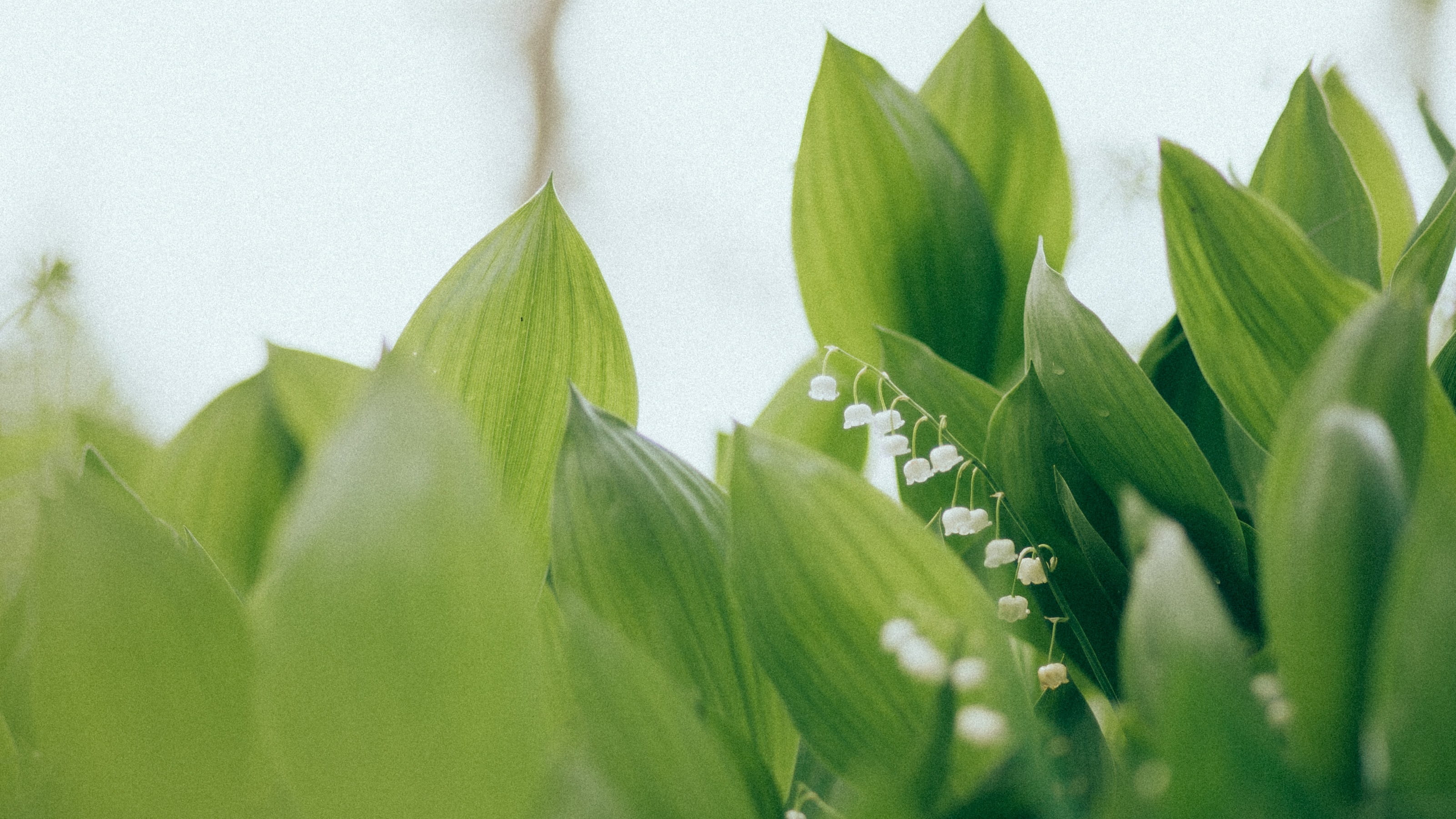 freshness, 2K, plants, leaf, growth, photography, agriculture, blossom, plant, green Color, fresh, selective focus, beauty In Nature, no People, floral, HD Wallpaper