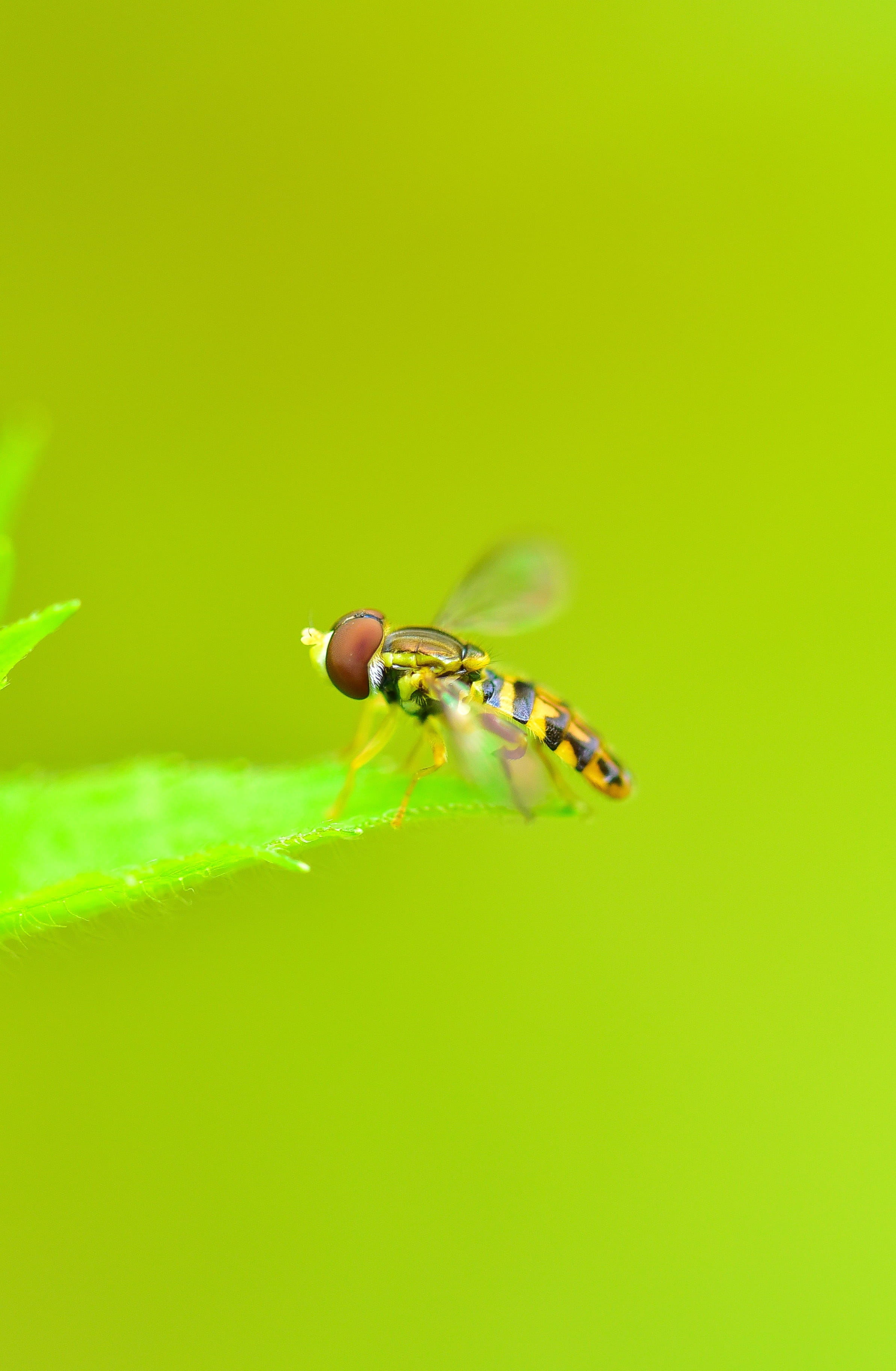 depth, insect flying, copy space, monochrome, colored background, green background, studio shot, animal, outdoors, close-up, photography, hoverfly, 2K, Phone HD Wallpaper