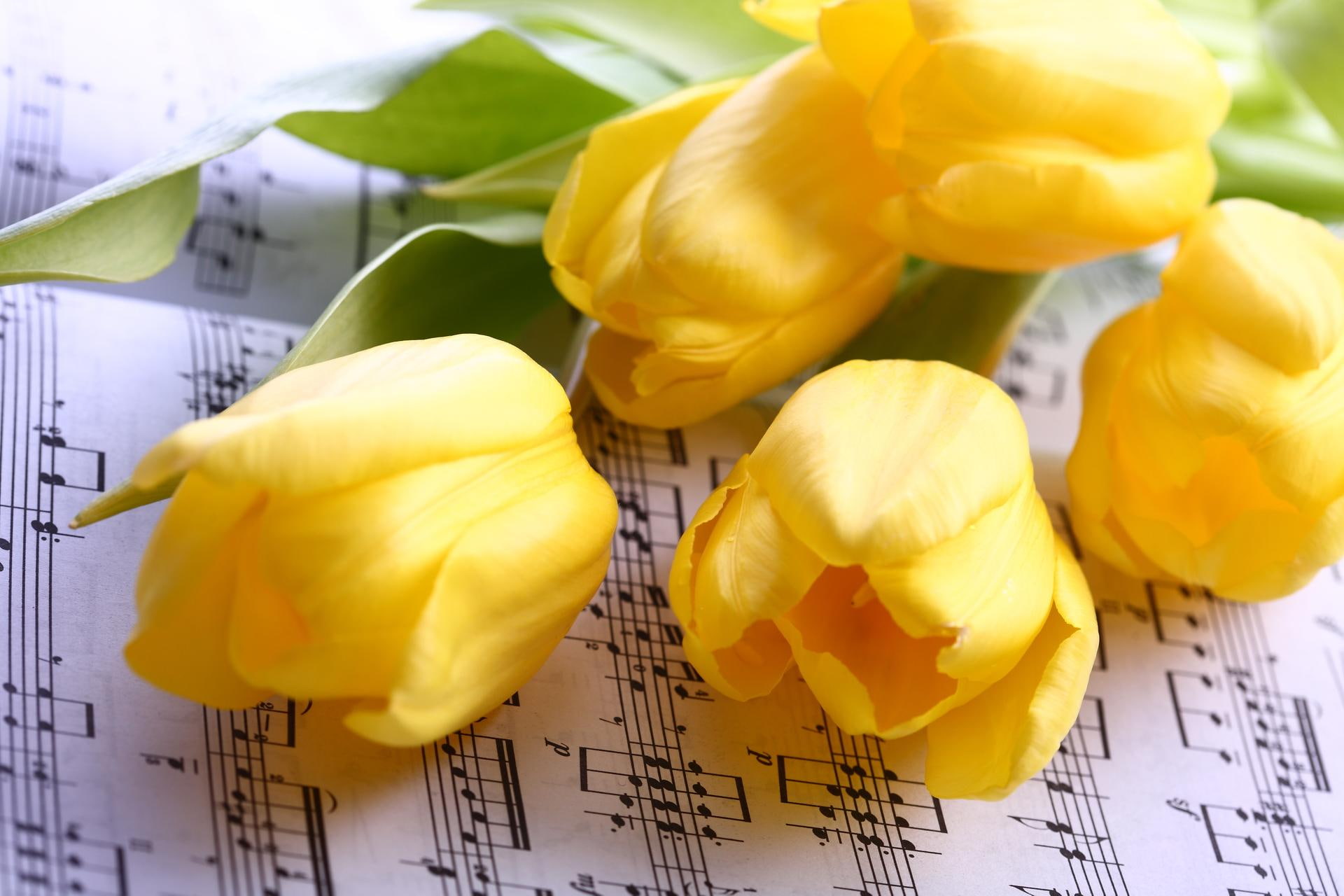 yellow, cool, 1080P, tulip, photography, flowers, flower, elegantl, beautiful, tulips, harmony, music, nice, HD Wallpaper