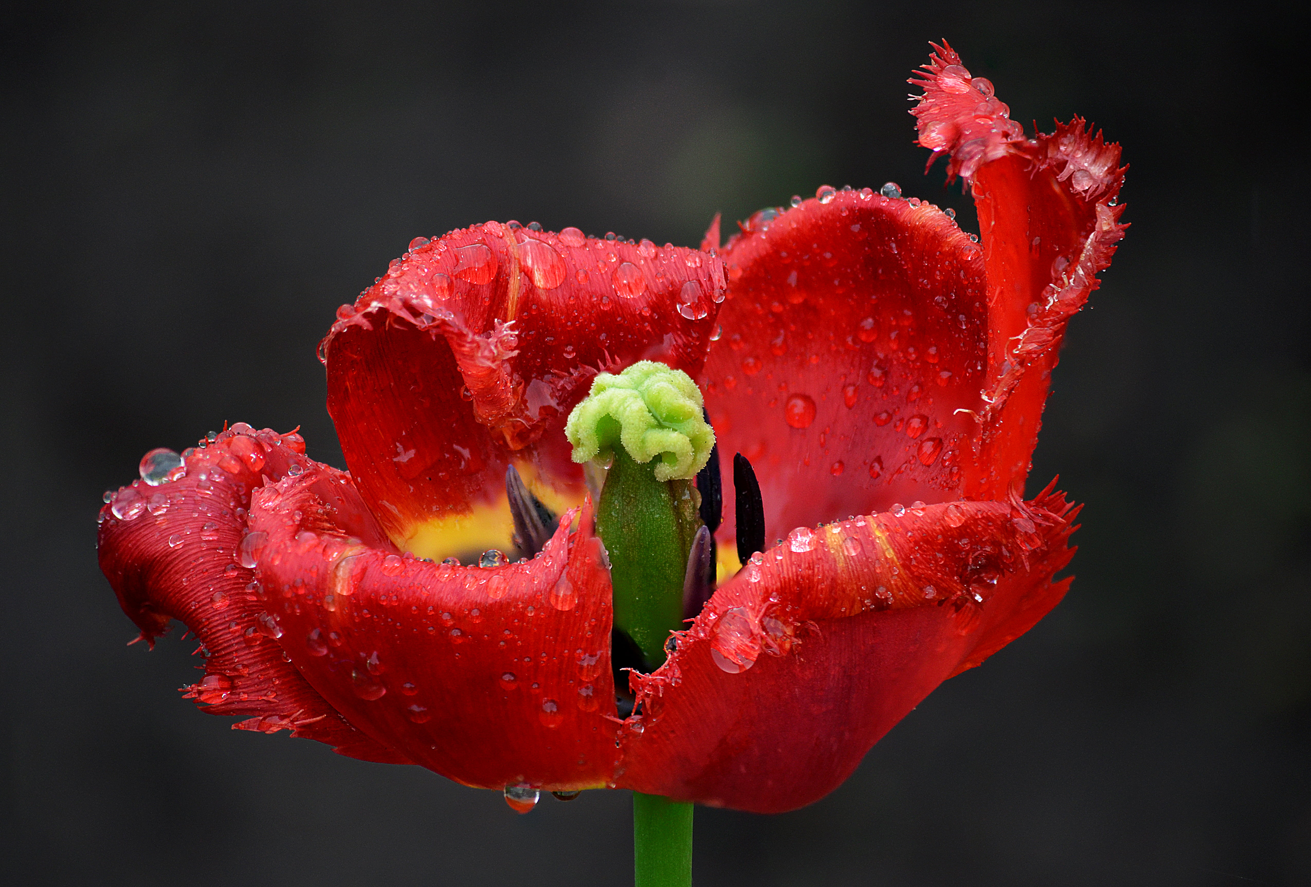 Colorful, depth, edges, Blumen, flower, freshness, nature, wavy, bright, rain, fimbriated, Nikon  D5100, seeds, macro, 4K, petaled, plant, Blume, dew, HD Wallpaper