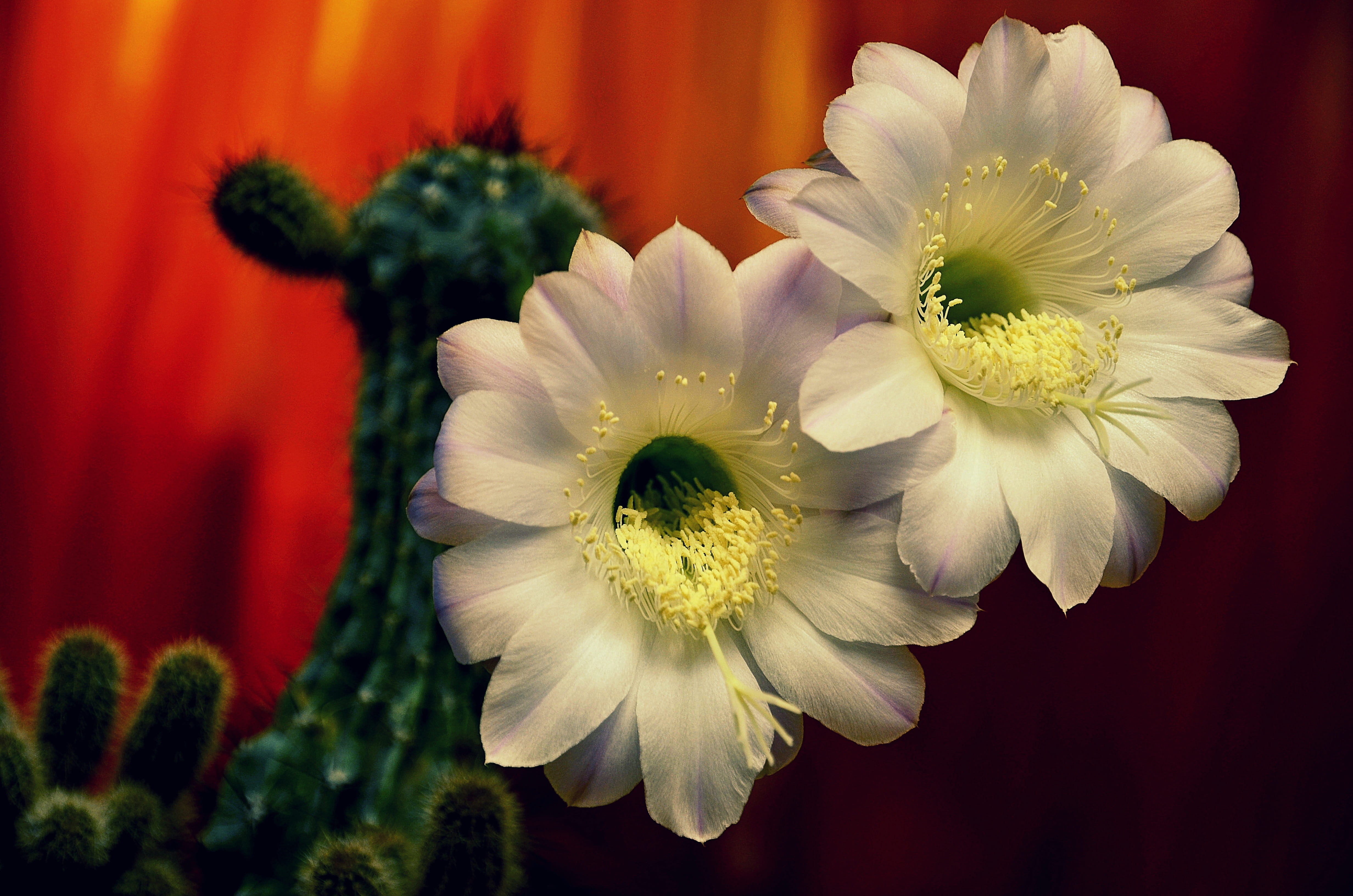 focus on foreground, fragility, freshness, flower head, petal, no people, blume, bloom, beauty in nature, cactus, growth, barb, inflorescence, vulnerability, HD Wallpaper