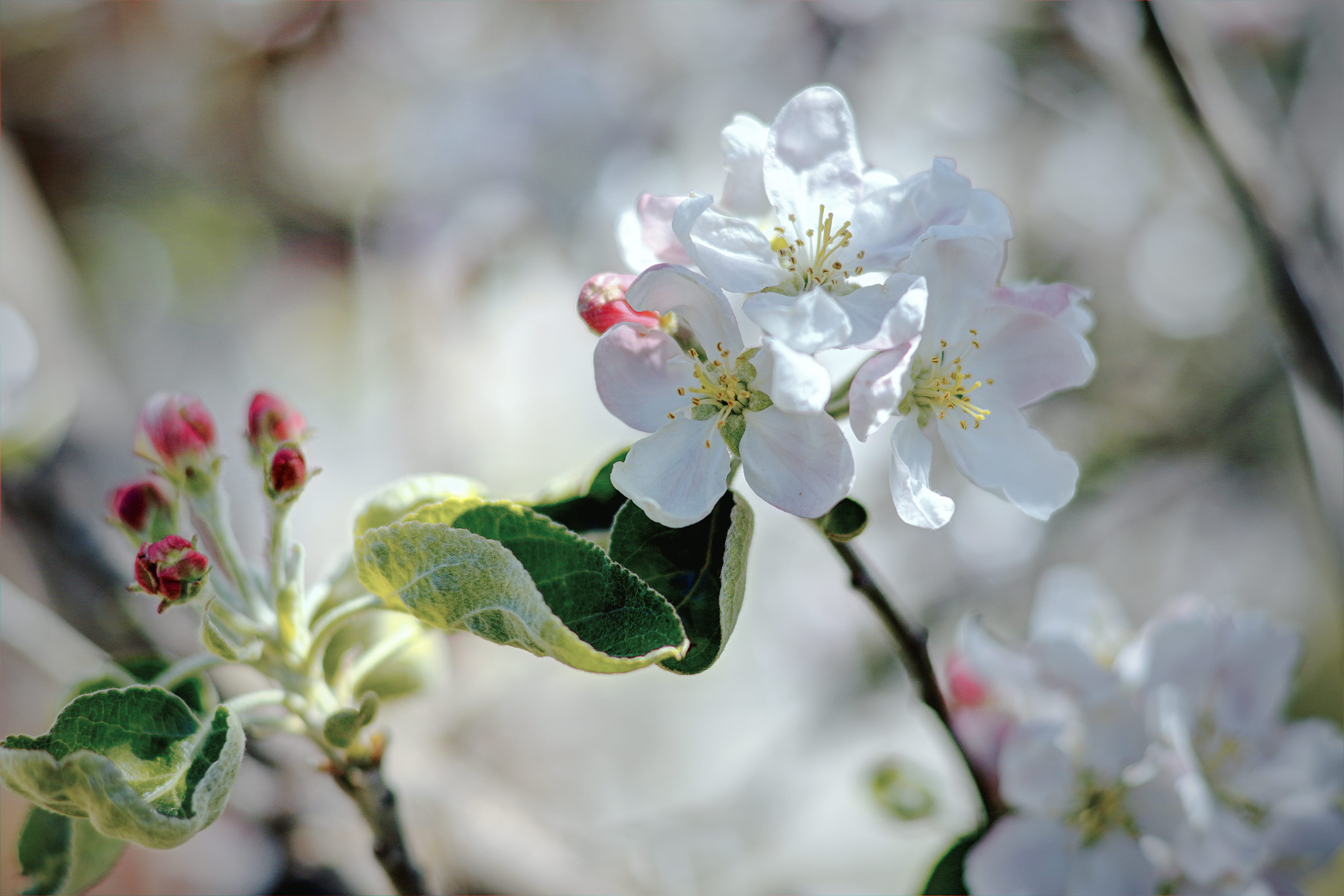 produce, vulnerability, focus on foreground, petal, flower head, cherry tree, plant, acanthaceae, inflorescence, day, flowering plant, flowers, 5K, flower, HD Wallpaper