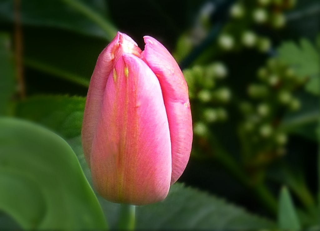Flower, plant, Blume, tulip, flower Head, 480P, pink Color, pink, nature, leaf, Natur, Tulips, summer, rosa, petal, HD Wallpaper