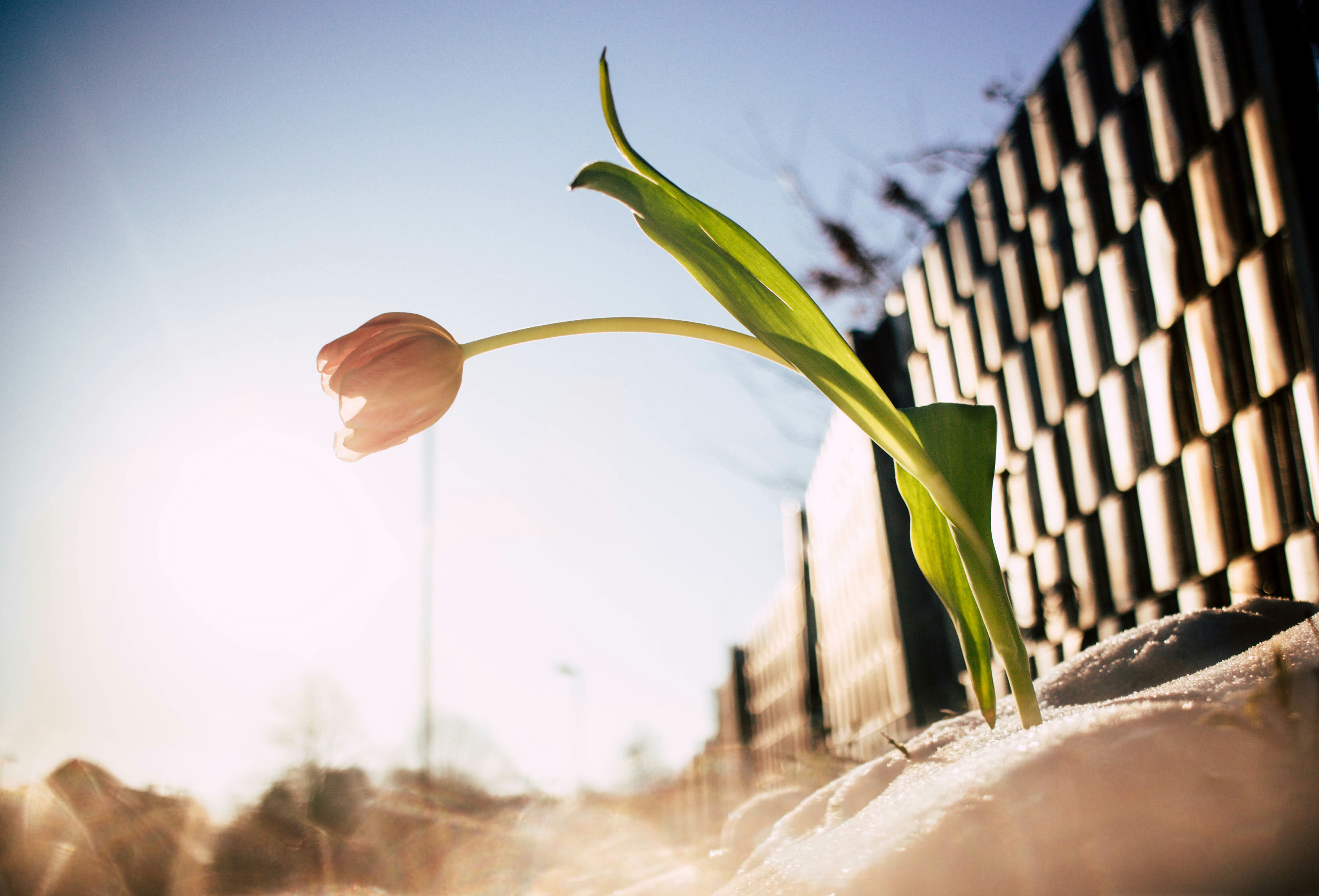 flower, sun, selective focus, germany, flowering plant, green, 4K, fragility, growth, plant, day, blume, sunrise, warm, outdoors, copy space, close-up, HD Wallpaper