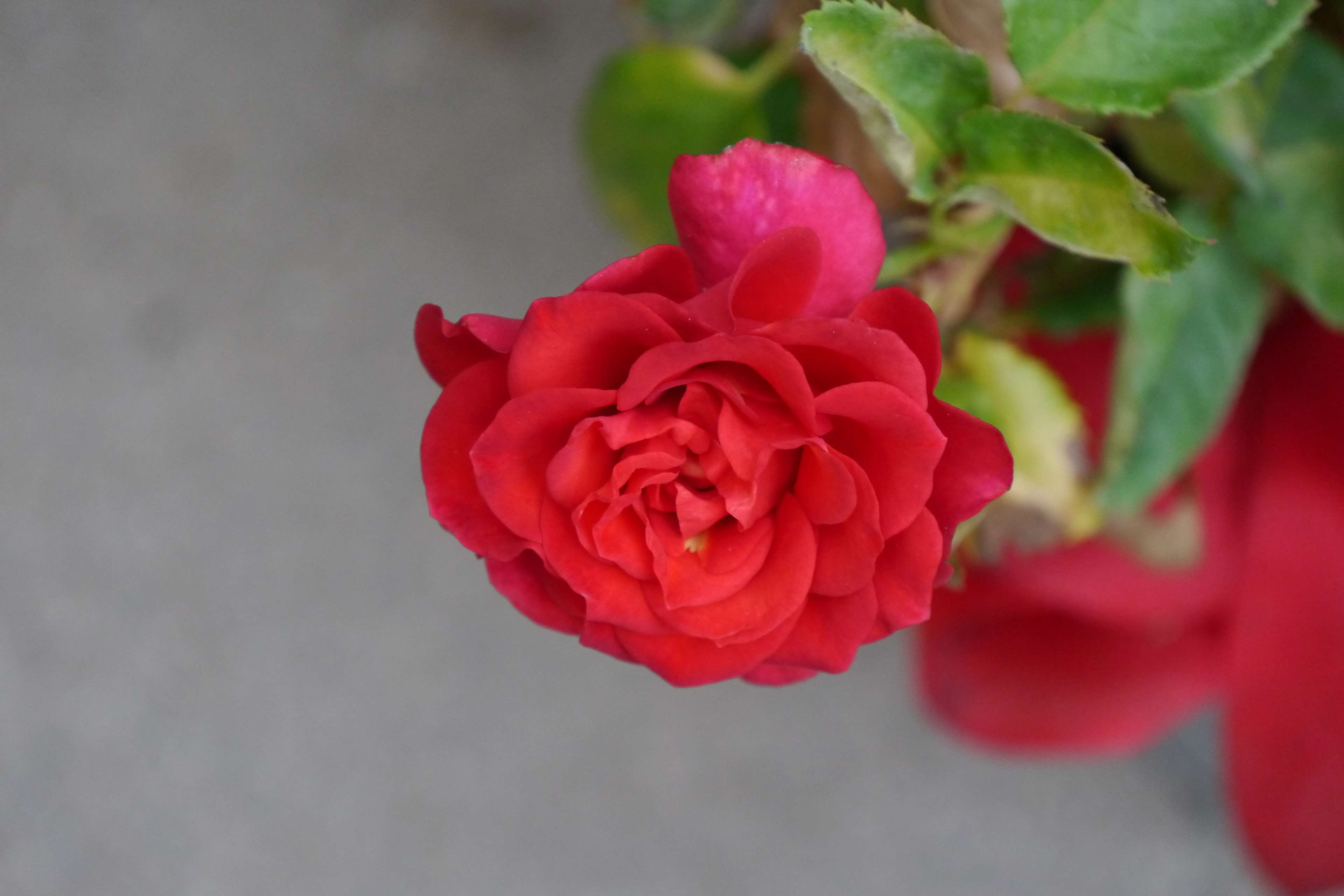 red, rose - flower, close-up, plant, flower, 4K, nature, no people, focus on foreground, flower head, flowering plant, freshness, fragility, plant part, HD Wallpaper