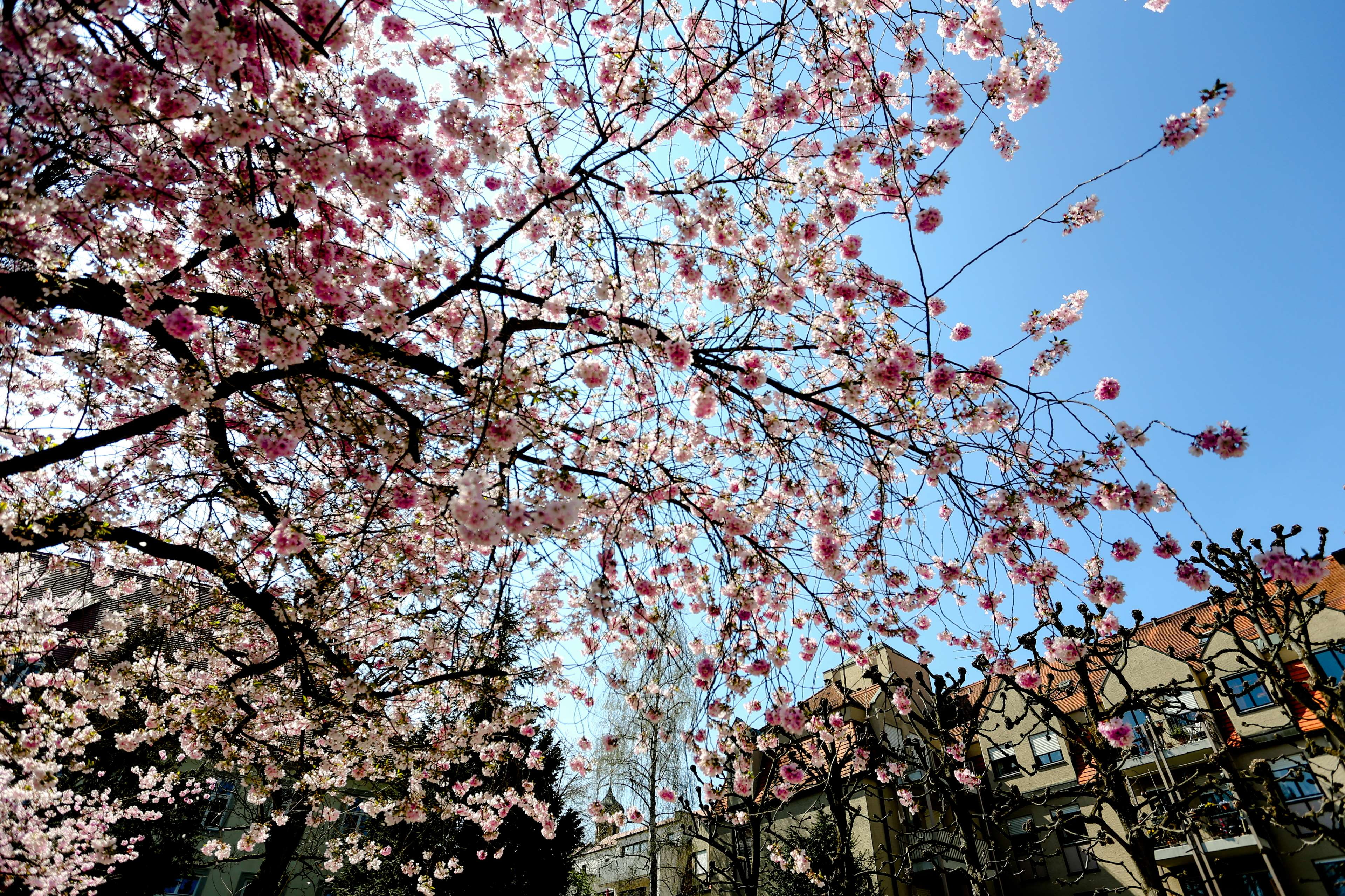 branch, flower, cherry tree, blume, vulnerability, summer, romantic, pink flowers, plant, sky, day, city, tree, blossom, park, growth, spring, pink, fragility, HD Wallpaper