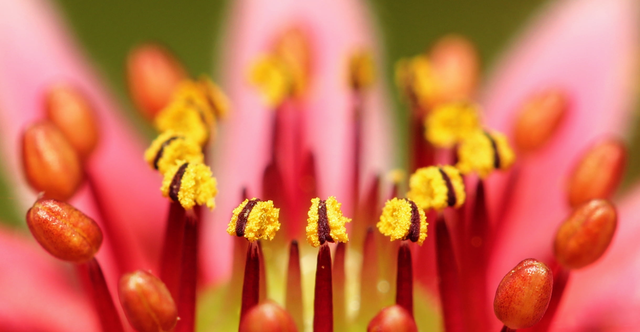 Makro, 1080P, nature, Wurz, Hauswurz, photo, Red, Blume, close, Natur, Berg, pink, details, plant, bloom, macro, flower, yellow, Detail, Blossom, Houseleek, HD Wallpaper