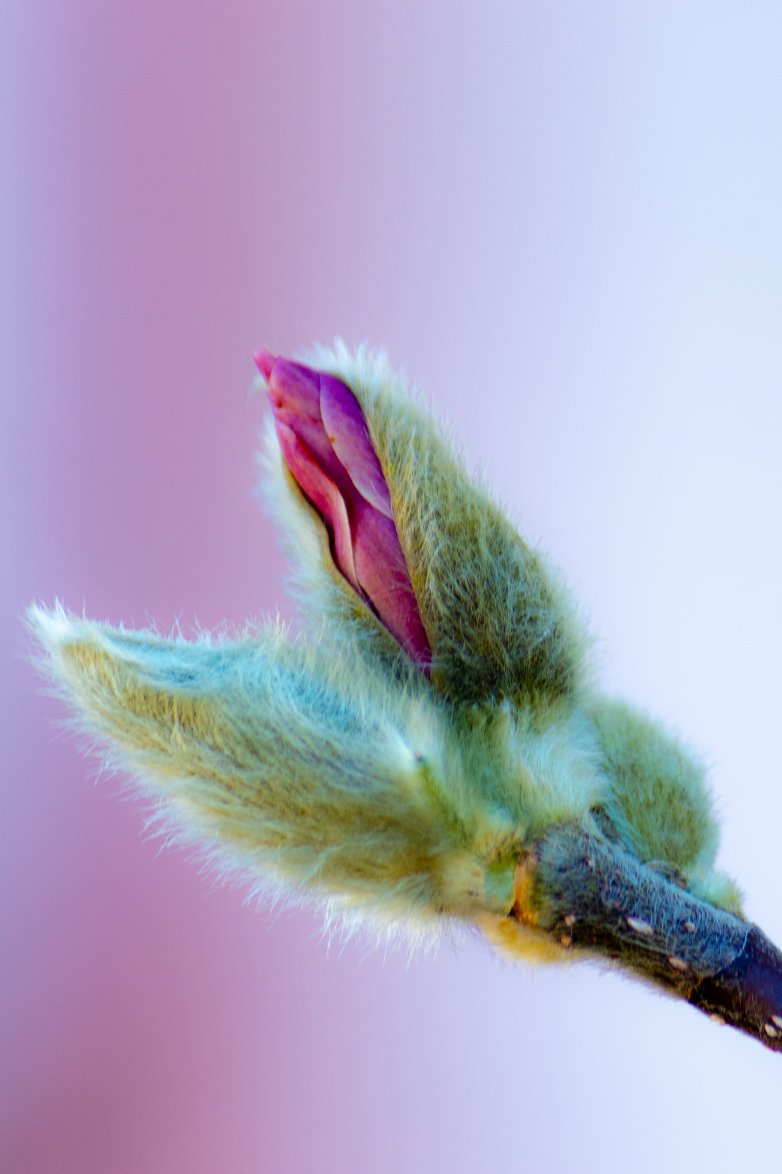 natur, nature, frühling, one animal, blurry, vertebrate, animal themes, iris, petal, no people, studio shot, beauty in nature, animal, animal body part, Phone HD Wallpaper