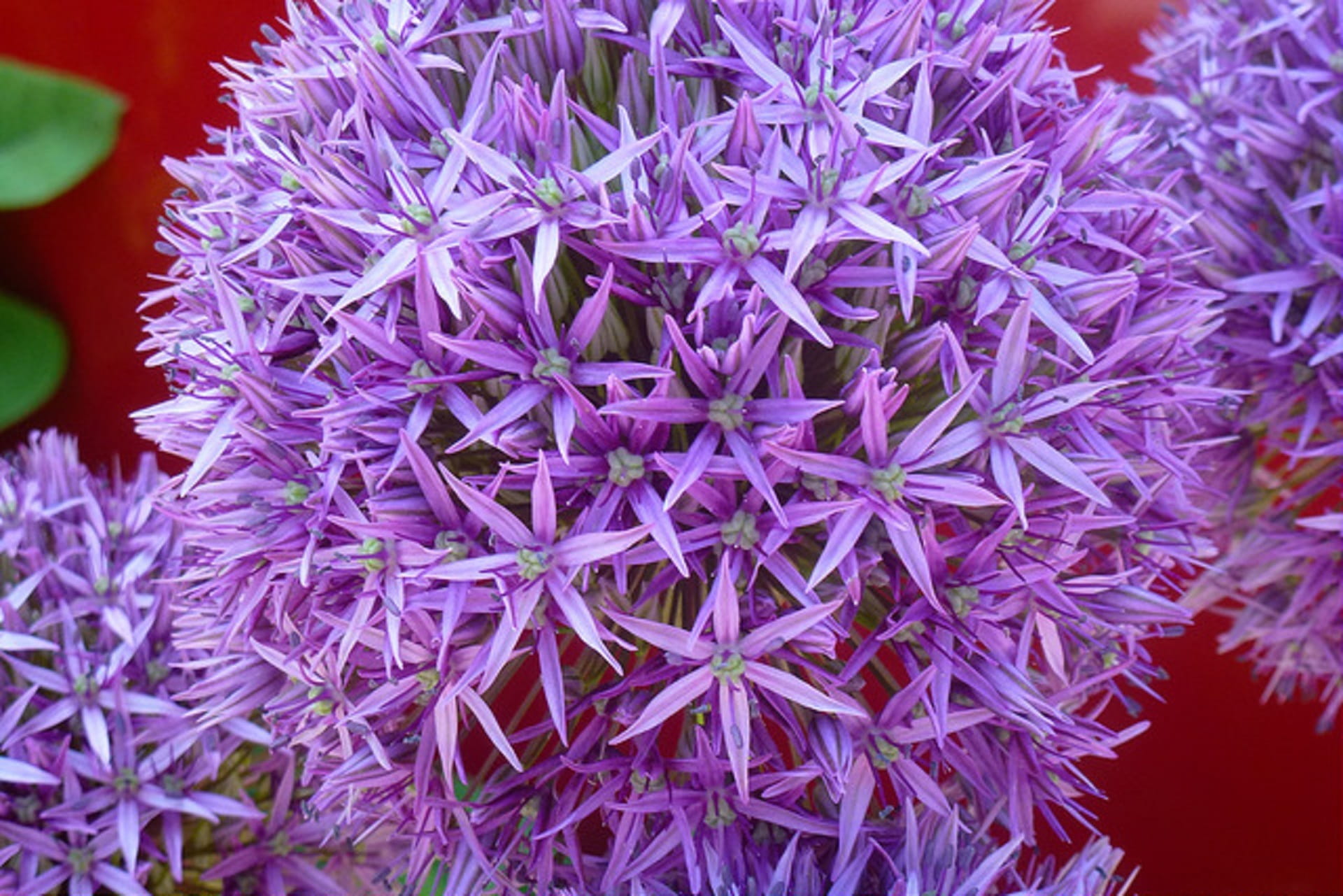 1080P, garten, beauty in nature, purple, growth, close up, bunch of flowers, flowering plant, nature, vulnerability, bloom, natur, freshness, flower, focus on foreground, HD Wallpaper