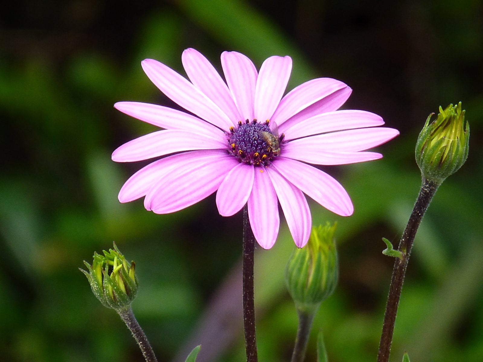 purple flower, petal, purple, plant, 720P, nature, close-up, summer, flower, Blume, beauty In Nature, pink Color, HD Wallpaper