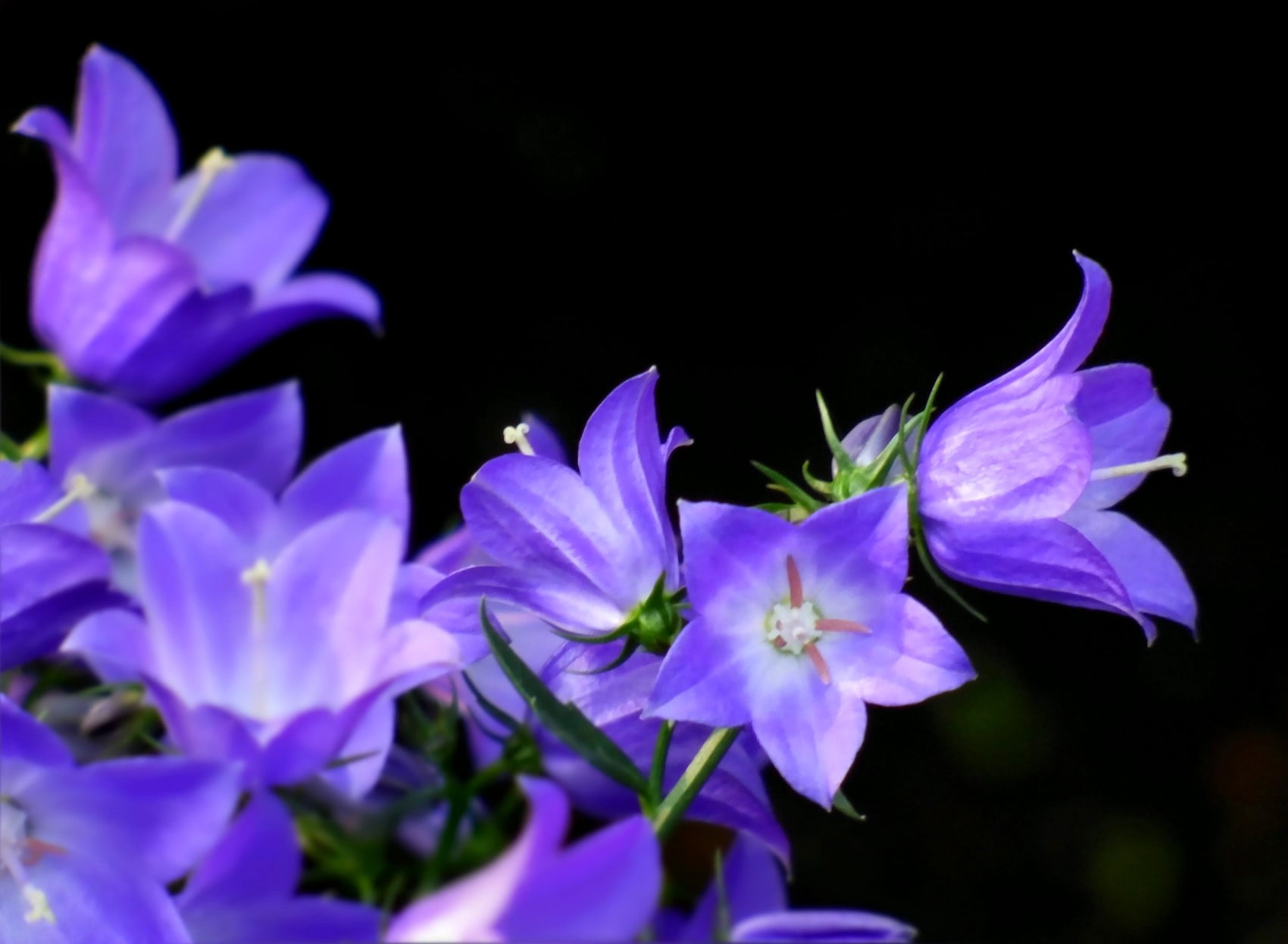 purple, pink Color, Plant, nature, beauty In Nature, Balloon, close-up, petal, 720P, photo, closeup, Blume, flower Head, flowers, lila, Flower, HD Wallpaper