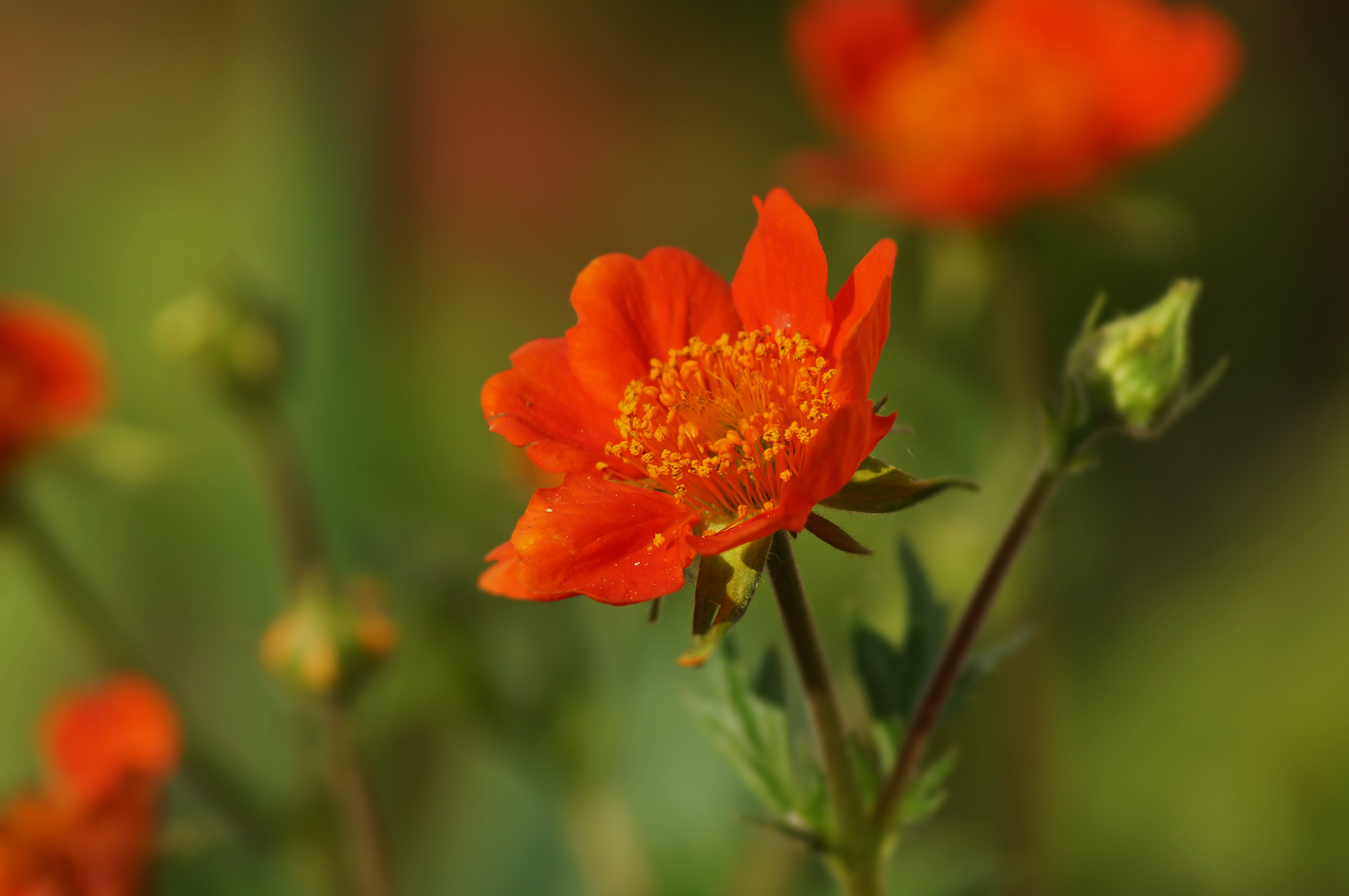 plant, nature, 4K, orange, close-up, flower, summer, flowers, field, beauty, petal, beauty In Nature, yellow, red, blume, HD Wallpaper