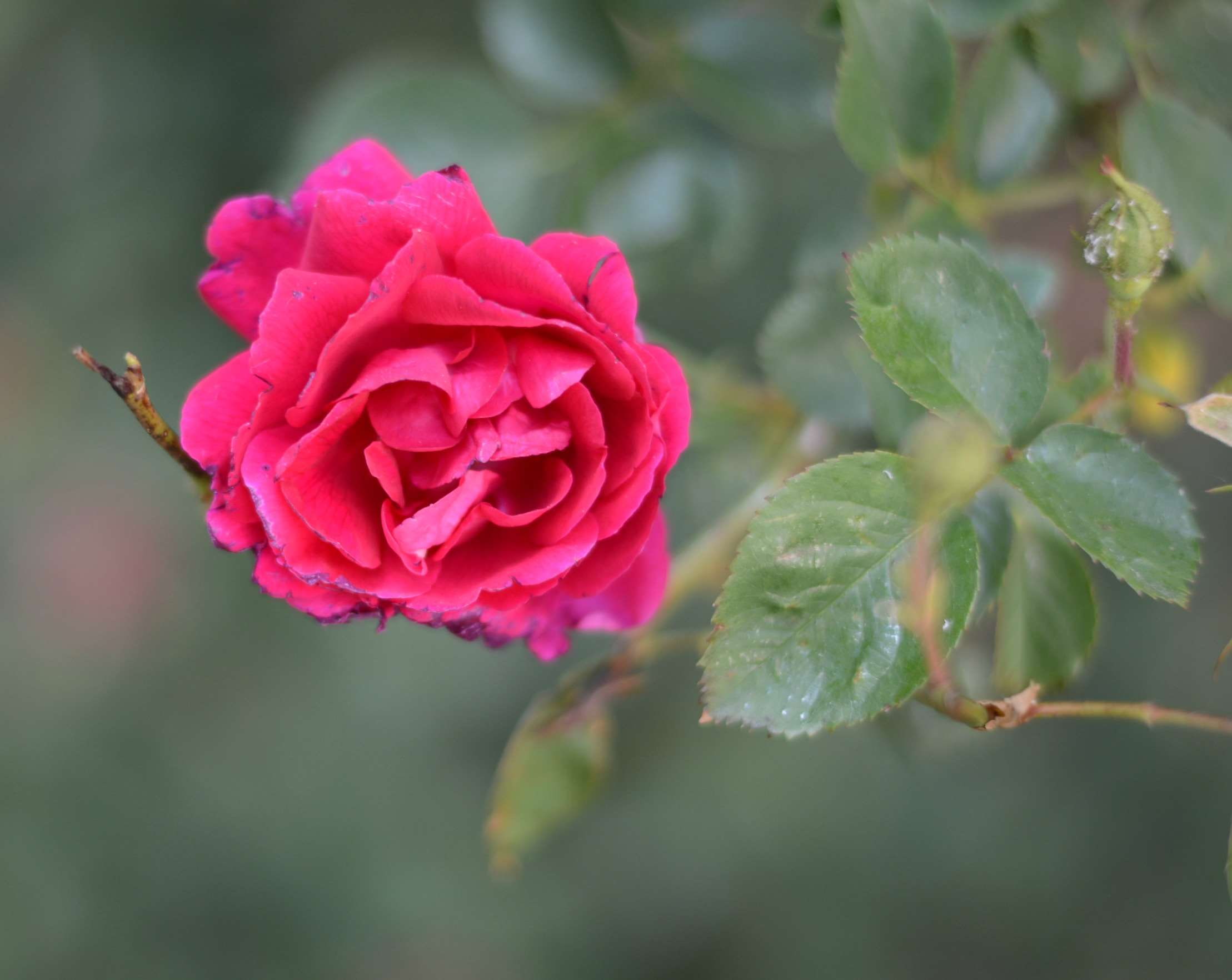 pink color, no people, 1080P, freshness, outdoors, nature, red, flowering plant, sepal, petal, beauty in nature, leaf, close-up, red rose, plant part, HD Wallpaper