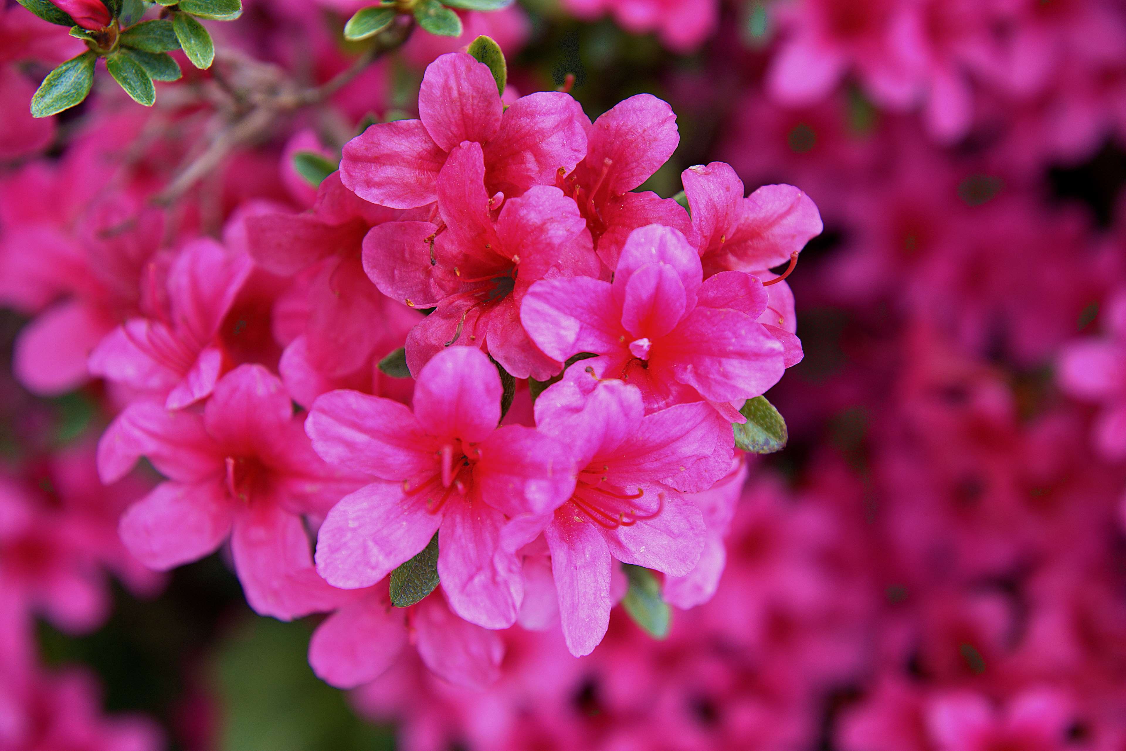 pollen, nature, outdoors, close-up, petal, fragility, no people, blossom, flowering plant, 4K, blte, bunch of flowers, vulnerability, focus on foreground, HD Wallpaper