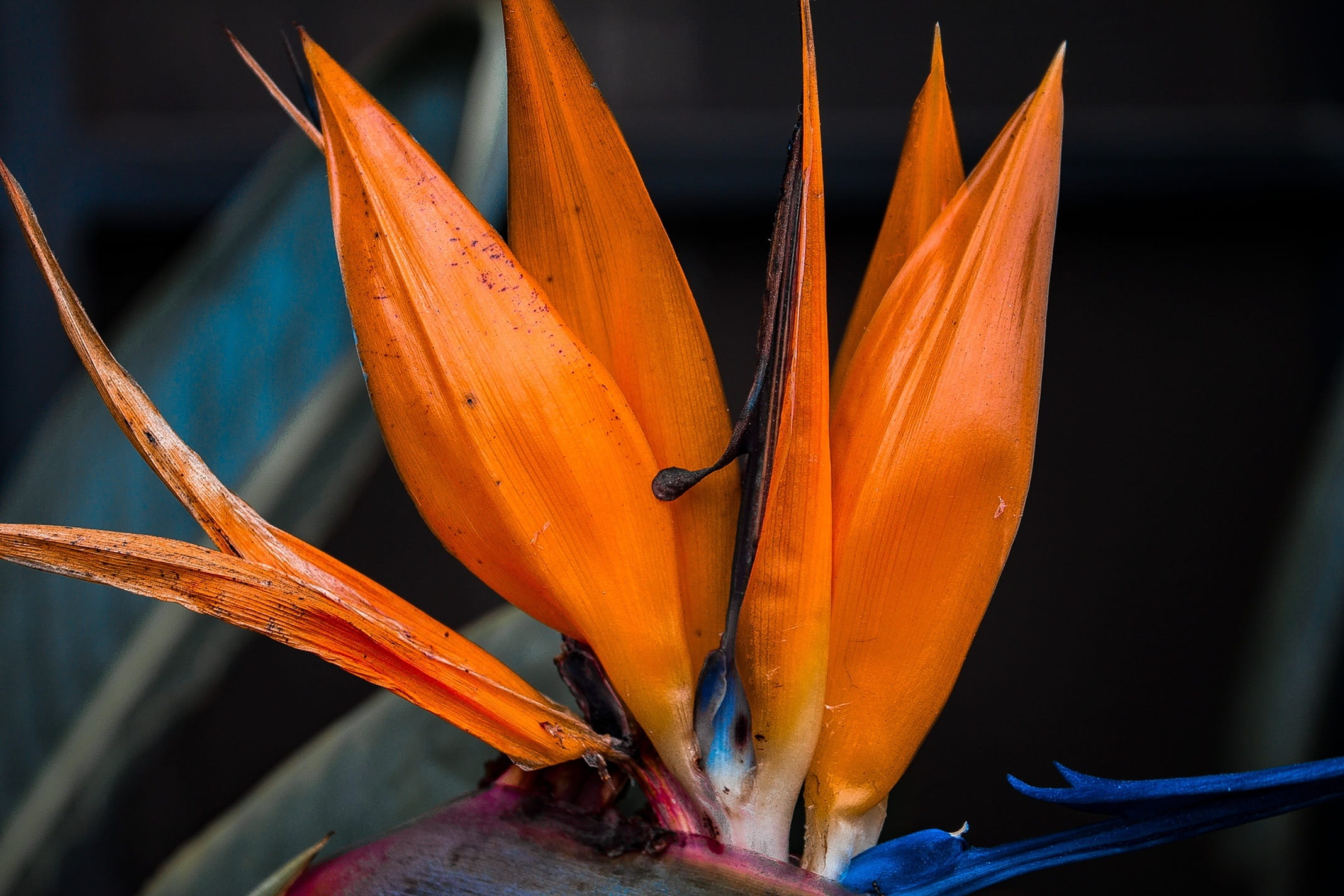 inflorescence, bluete, leaf, blooming, floral, lily, season, growth, no people, nature, orange color, natural, petal, pollen, day, gardening, color, flowering plant, HD Wallpaper