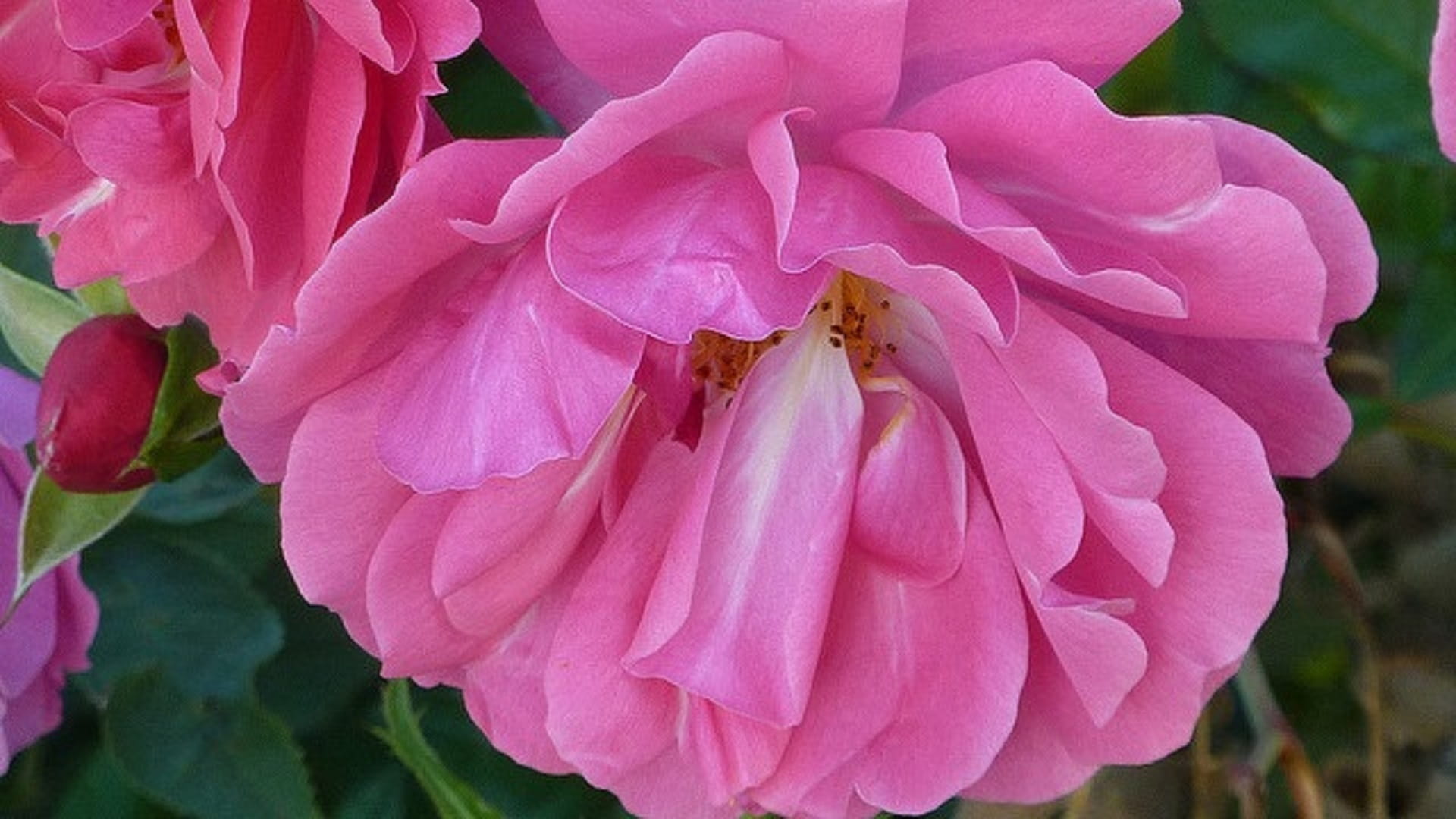 1080P, freshness, close-up, pollen, petal, focus on foreground, Garten, Garden, rose, botany, summer, vulnerability, Rosen, Pink, beauty in nature, macro, HD Wallpaper