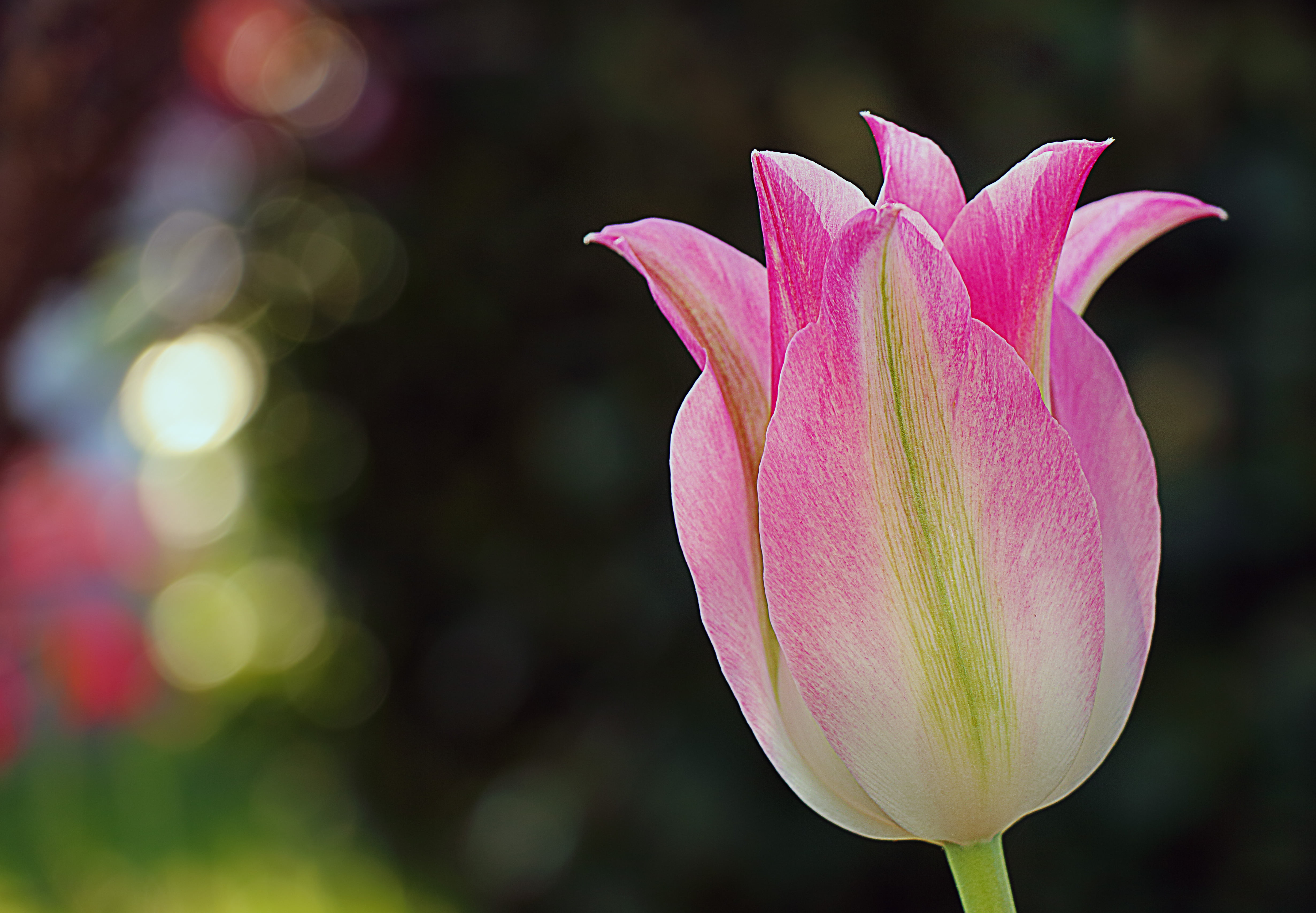 closeup, Licht, flower, pink, light, phot, Blume, 4K, Tulip, HD Wallpaper