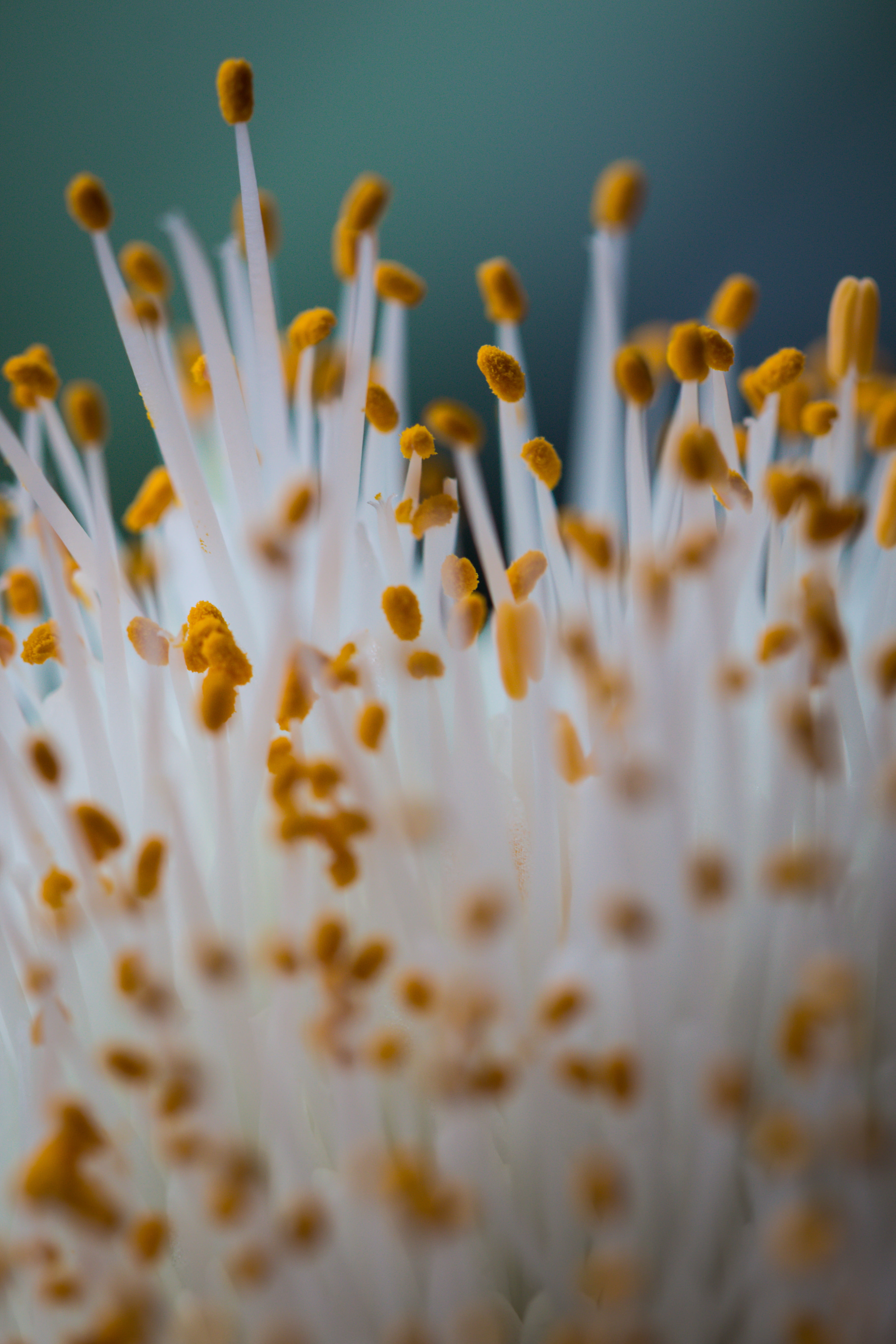 Life, CC BY, USM, Daniel Zimmermann, Photography, Colors, macro, flower, yellow, nature, plant, Canon EOS 70D, Canon  EOS  70D, Makro, white, close-up, Phone HD Wallpaper