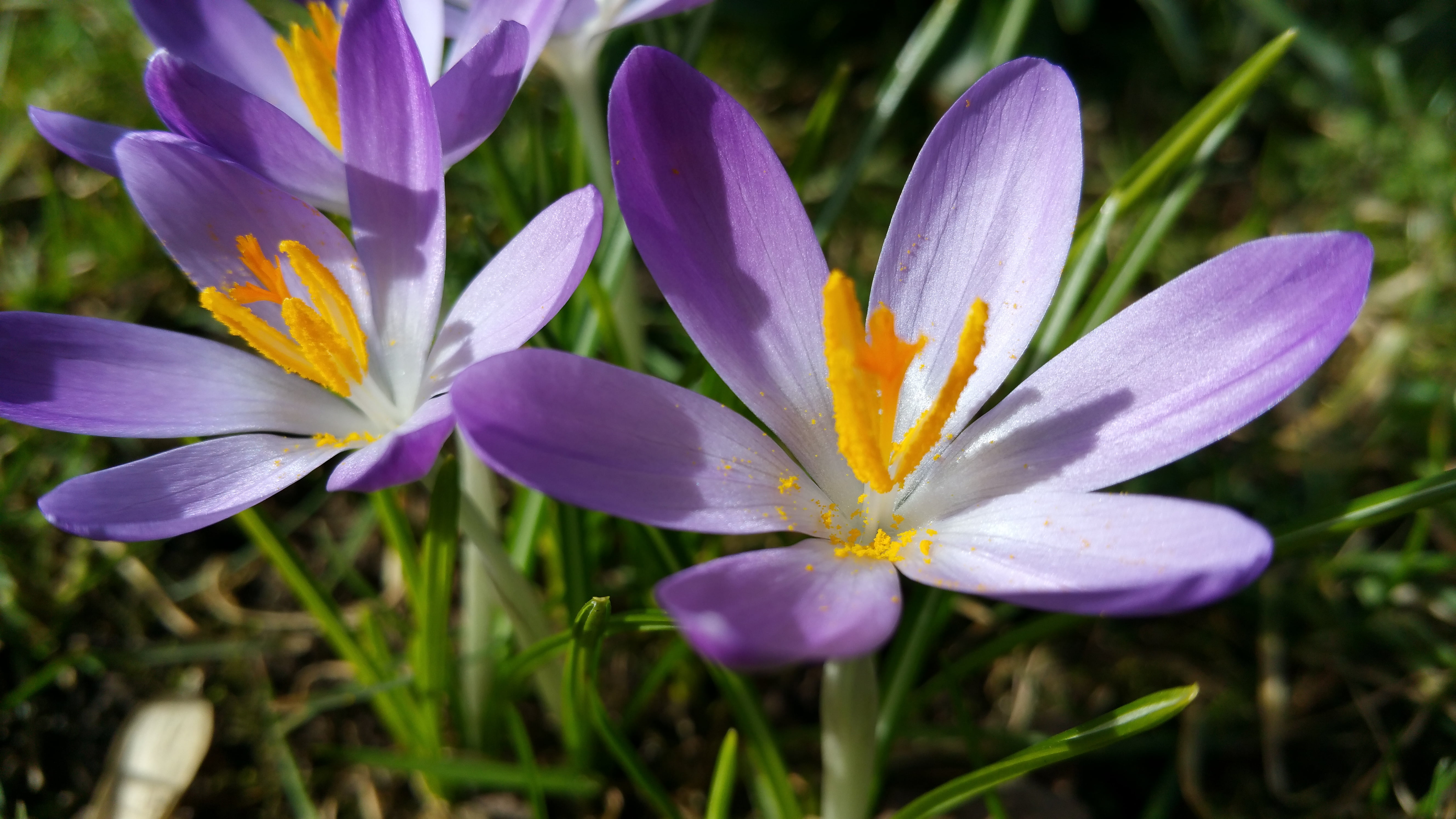 beauty In Nature, leaf, petal, illustration, flower Head, Samsung, Spring  garden, Note  4, 5K, purple, smartphone, close-up, nature, Blume, Frühling, HD Wallpaper