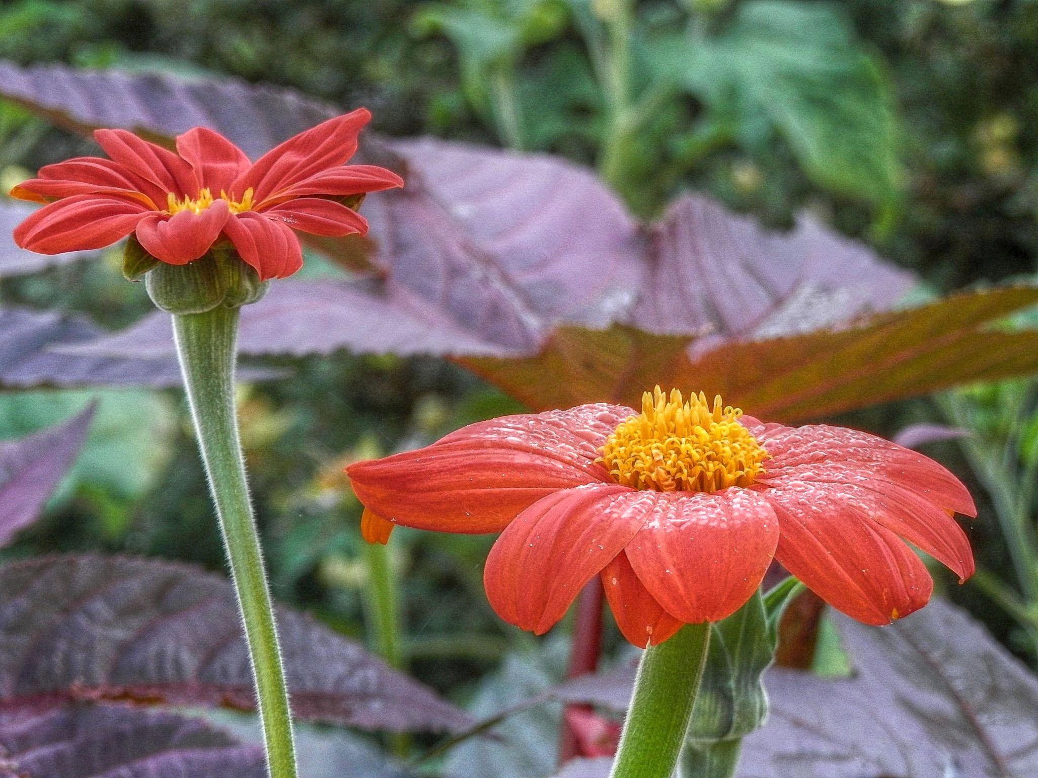 two, Paar, selective, selective focus, focus, nature, petaled, flowers, Emmenbrücke, red, petal, plant, flower, 1080P, summer, Luzern, photography, Blume, HD Wallpaper
